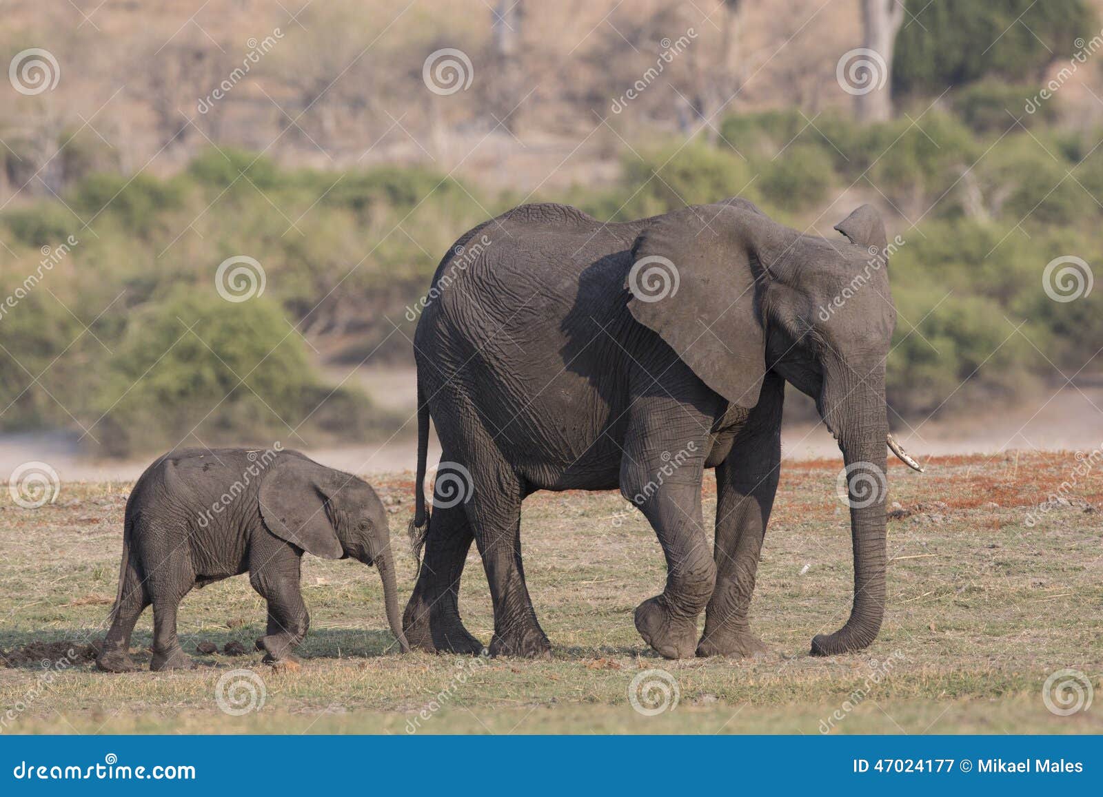 Mother And Baby Elephant Walking Along The Choebe Stock Image Image Of Head Herd