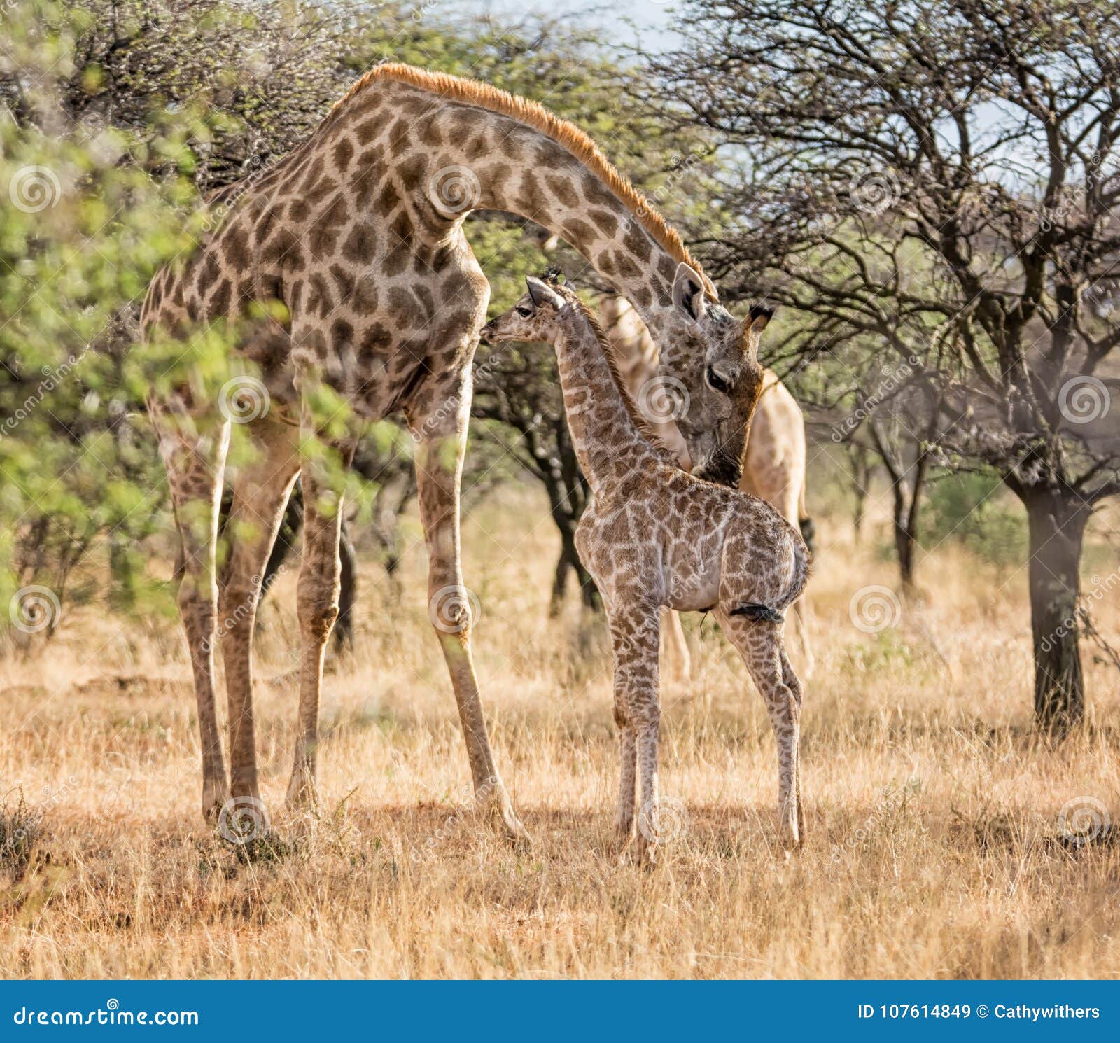 Mother and baby Giraffe stock image. Image of camelopardalis - 107614849