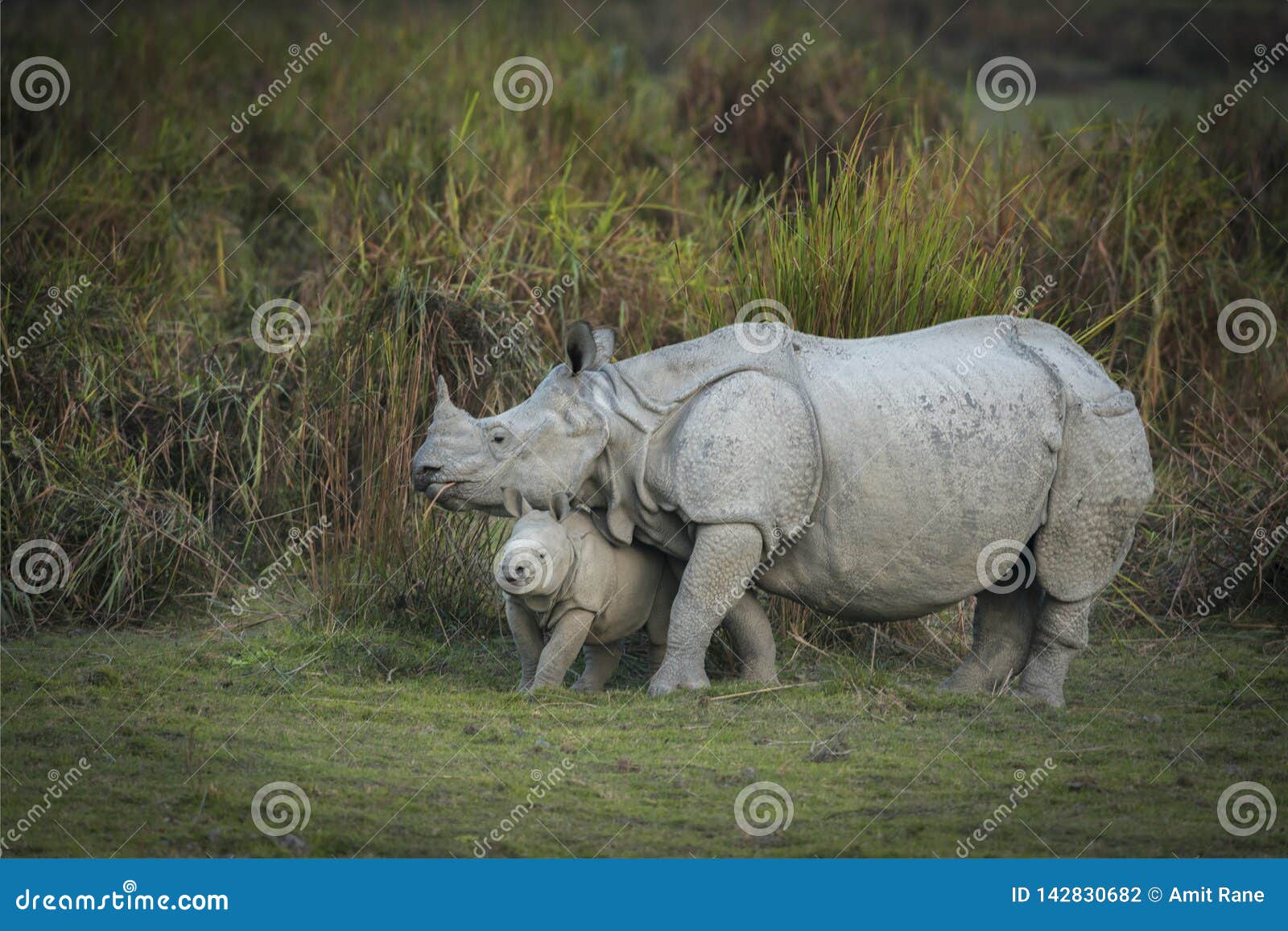 mother and baby indian rhinoceros  at kazhiranga national park, assam