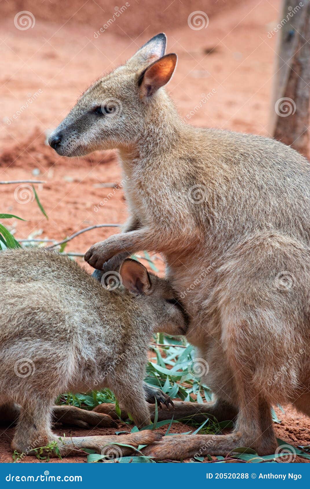 Mother and Baby Kangaroos. Australian iconic animal, brown kangaroo, outback