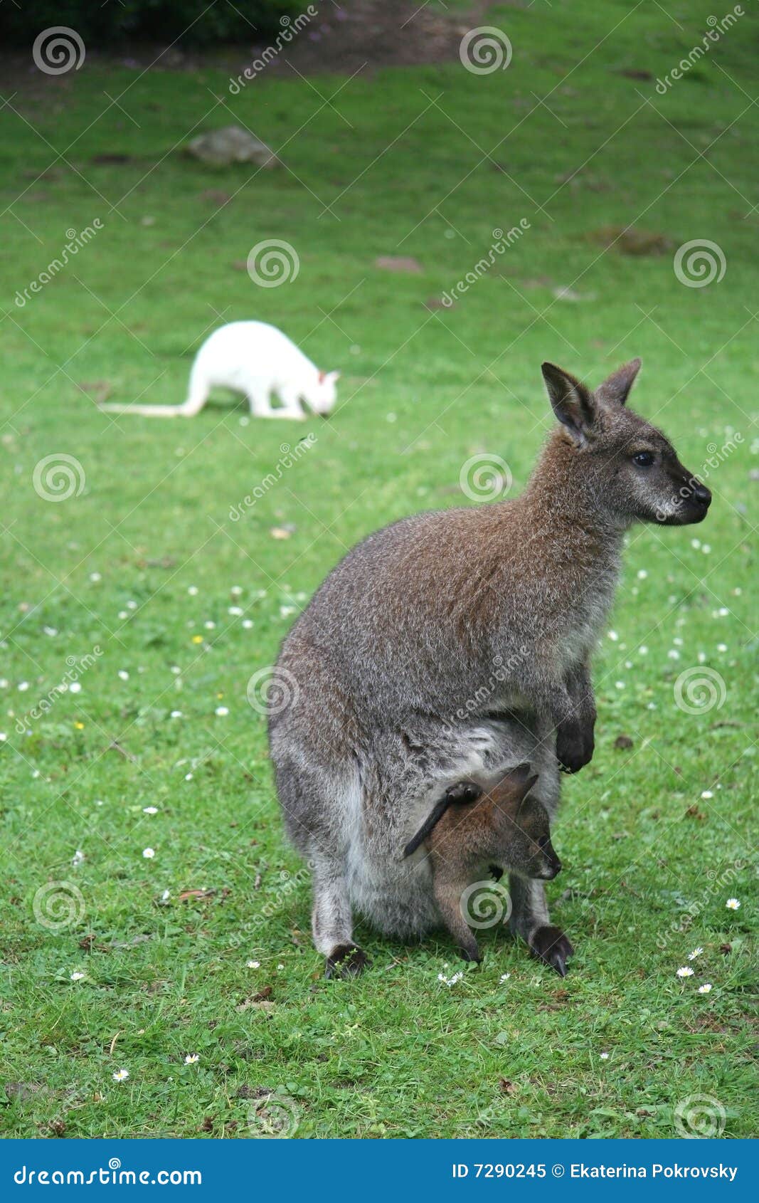 Mother and baby kangaroos stock image. Image of grey, parenting 7290245