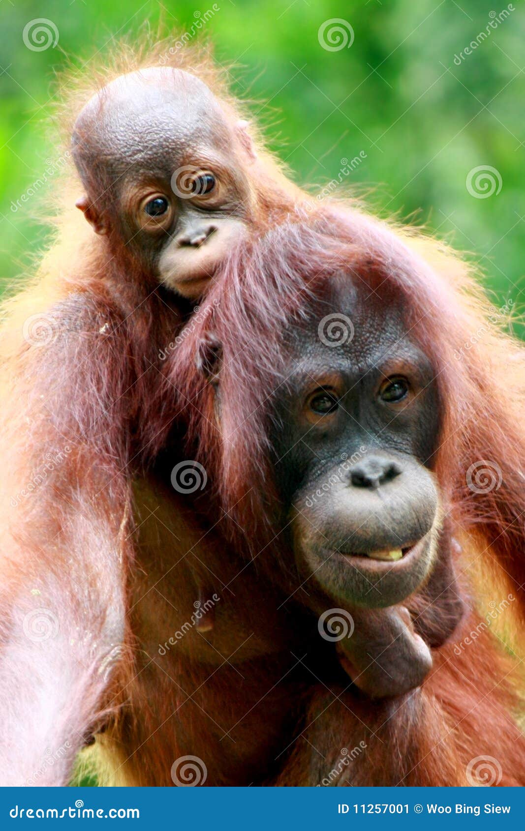 Ongekend Mother and baby Orang utan stock image. Image of nature - 11257001 TK-34