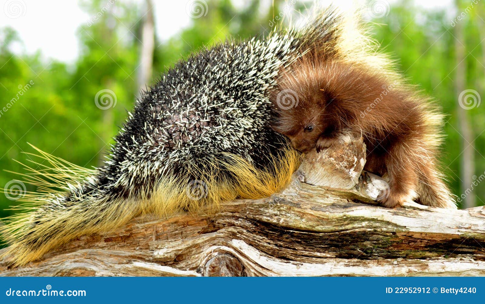 mother and baby porcupine cuddled.