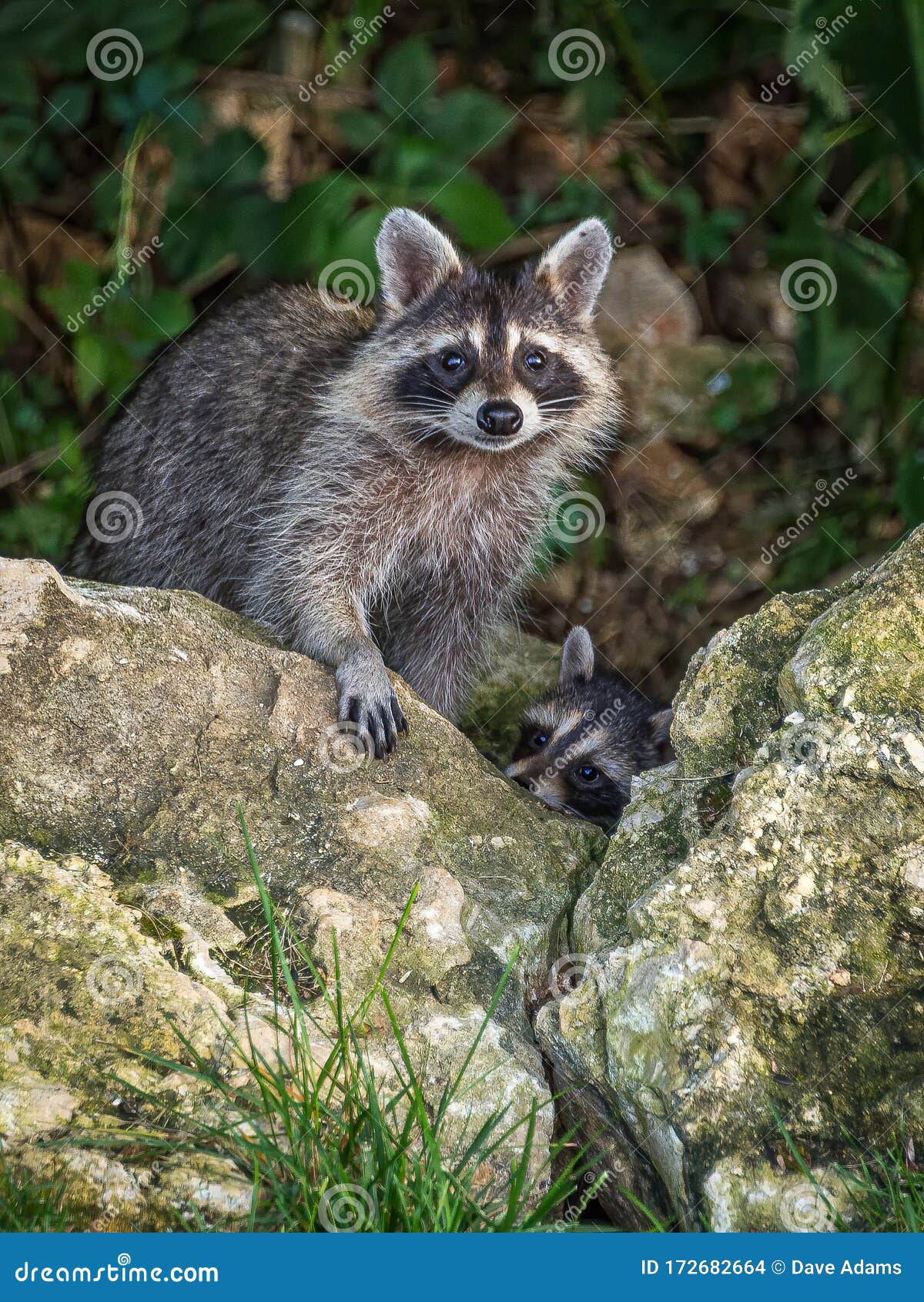 Mother And Baby Raccoon In My Backyard Peering Over The Rock Wall Stock Photo Image Of Furry Backyard 172682664