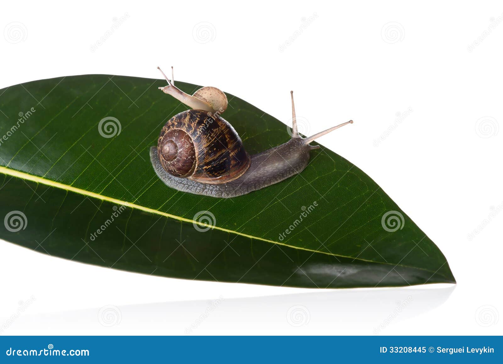 Mother and Baby Snails on a Leaf Stock Image Image of mother, animal