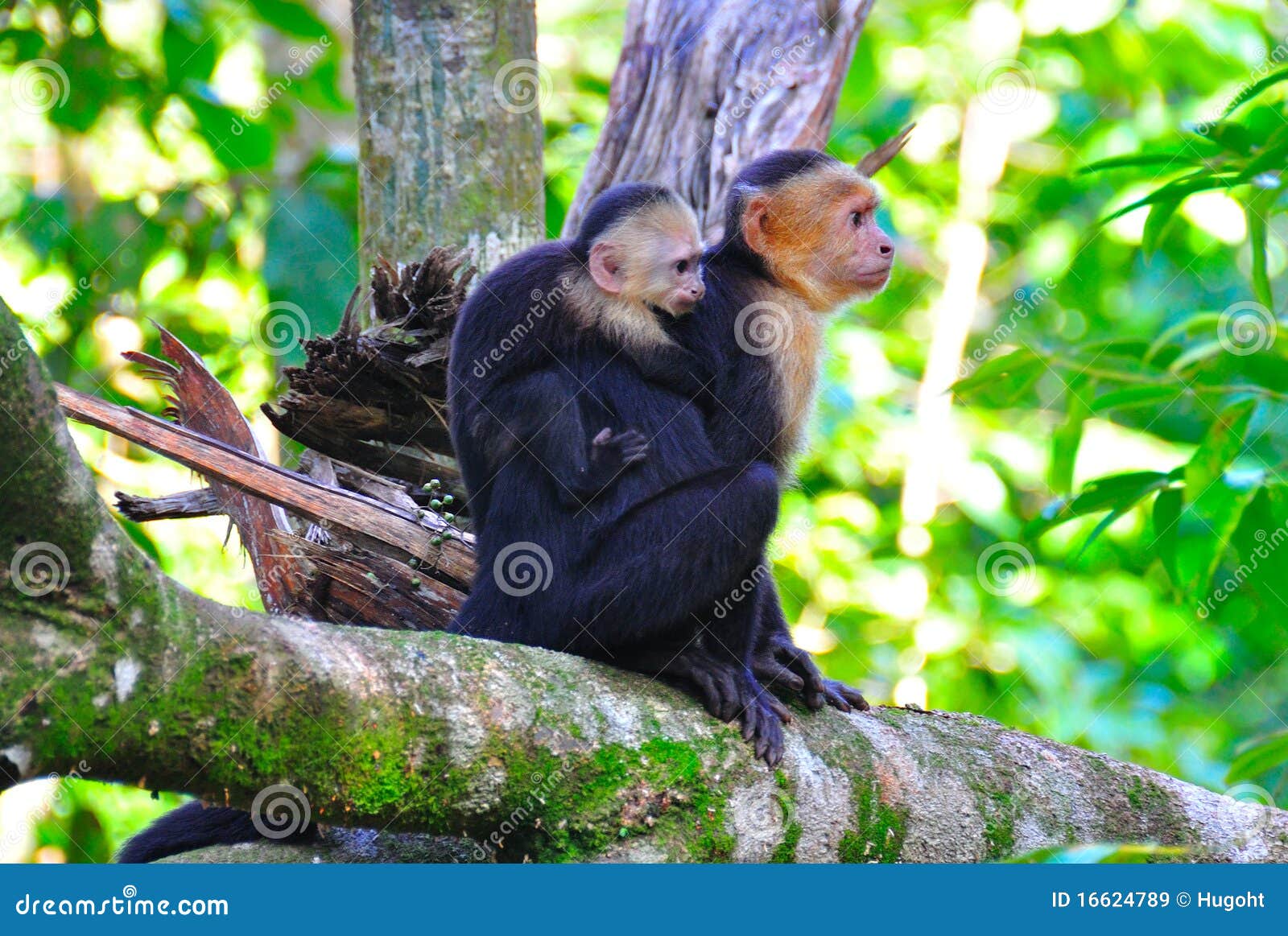 mother and baby spider monkeys, costa rica