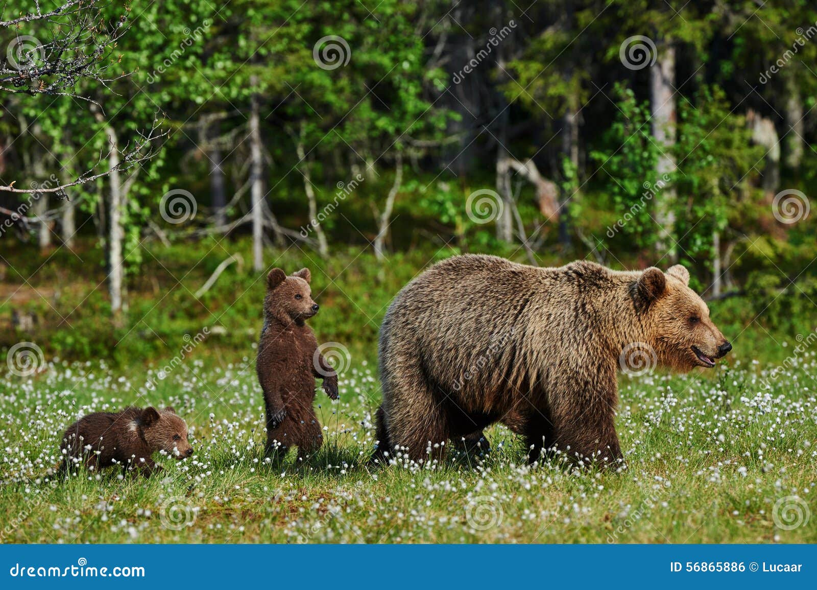Mother bear and cubs stock photo. Image of cute, protective 56865886