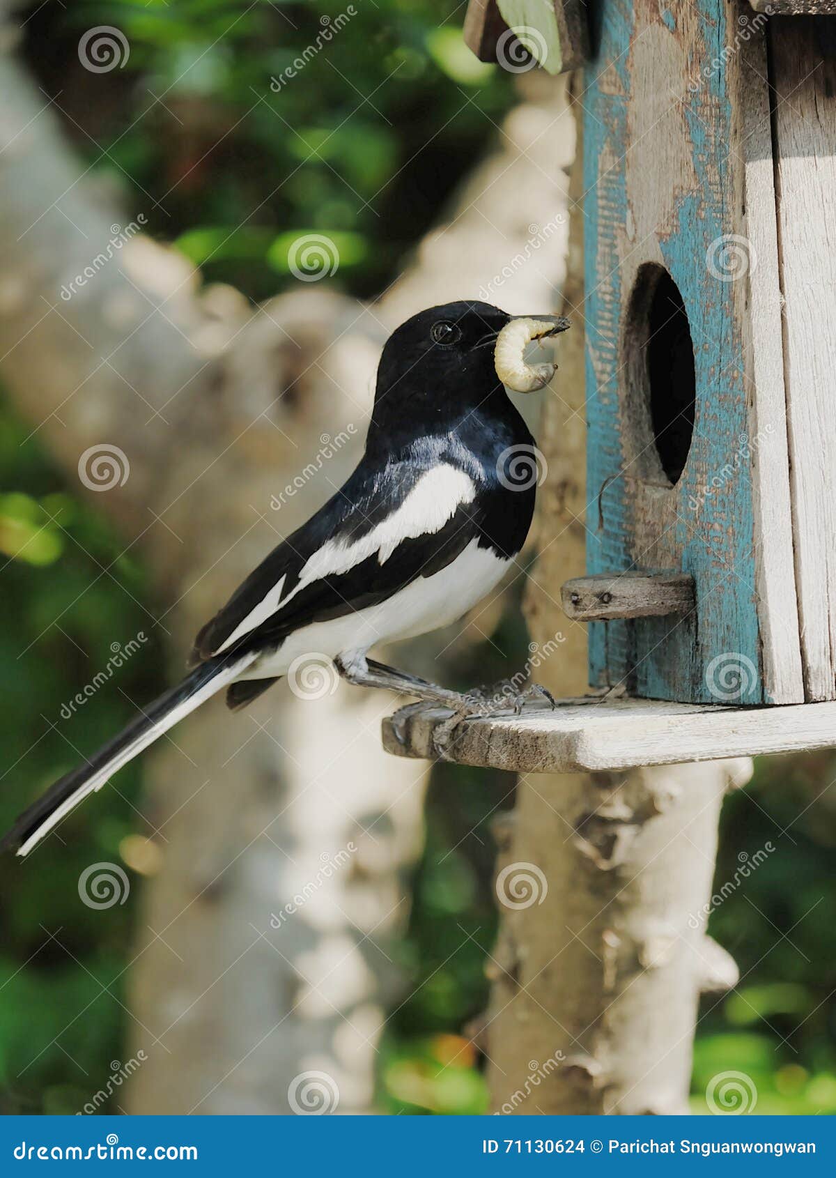 Mother Bird Feeding Her Babies with Big Worm Stock Photo Image of