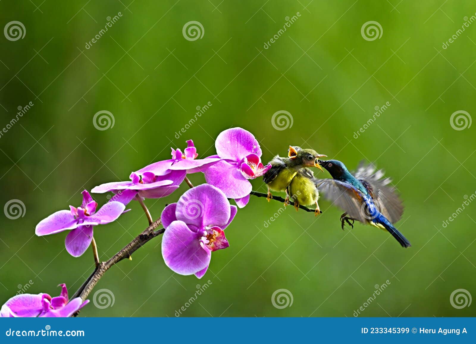 Mother Bird is Feeding Her Chicks Stock Image Image of blossom