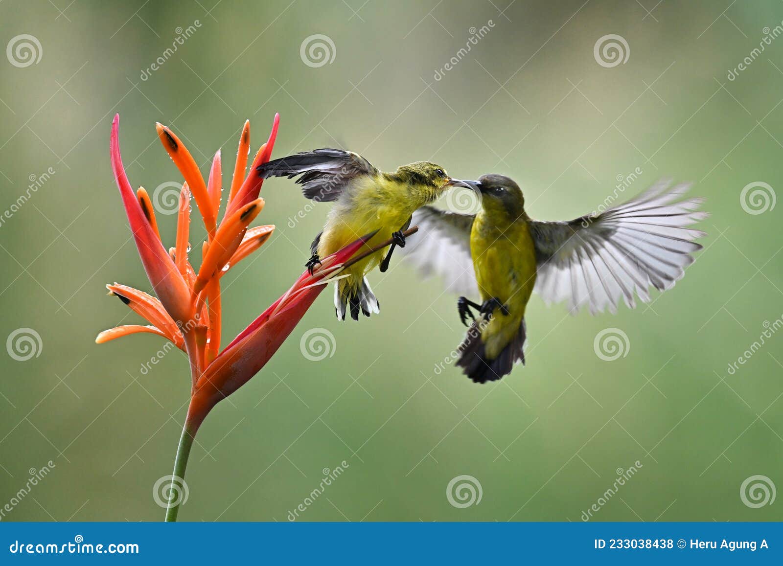 Mother Bird is Feeding Her Chicks Perched on Flower Stalks Stock Photo