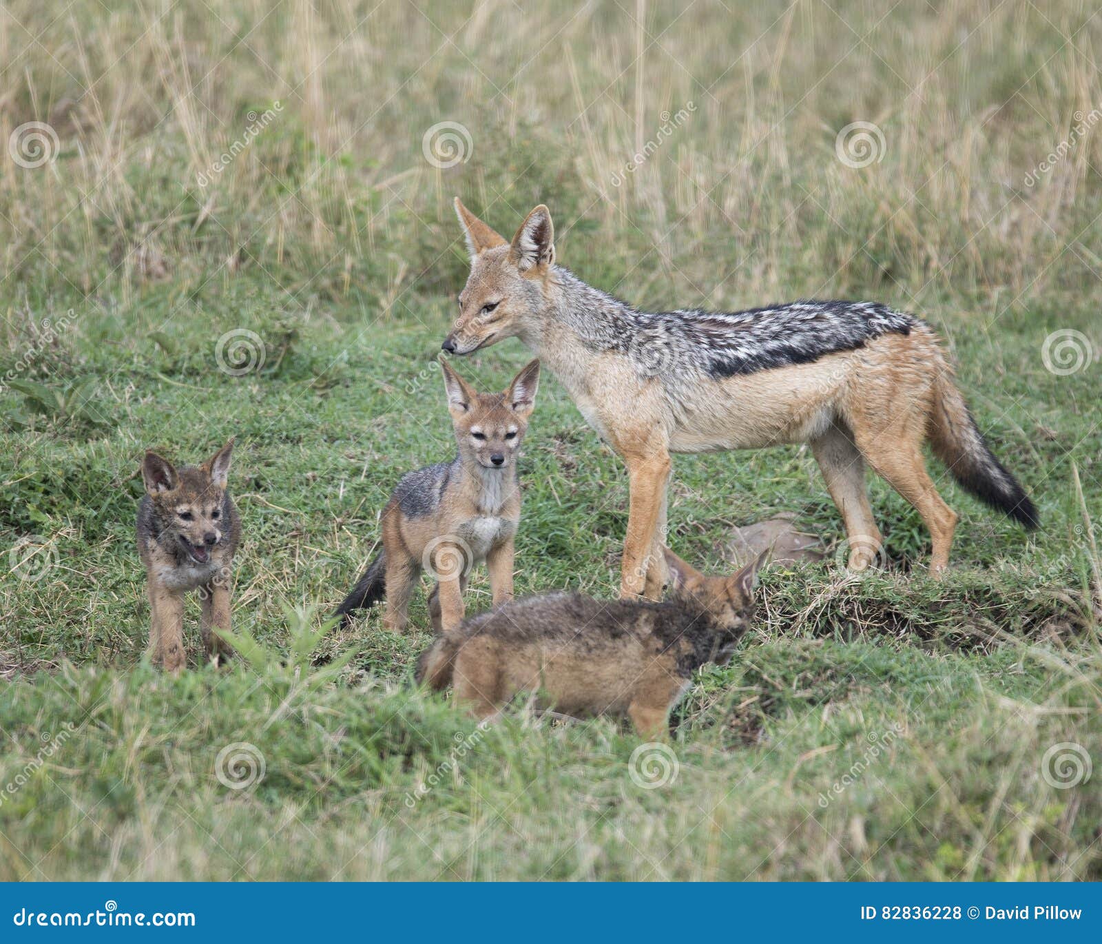 mother black-backed jackal standing with three cubs