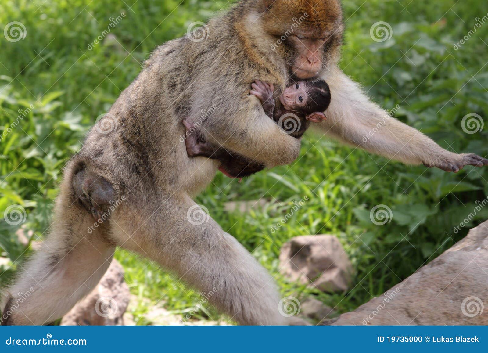 mother care - barbary macaque