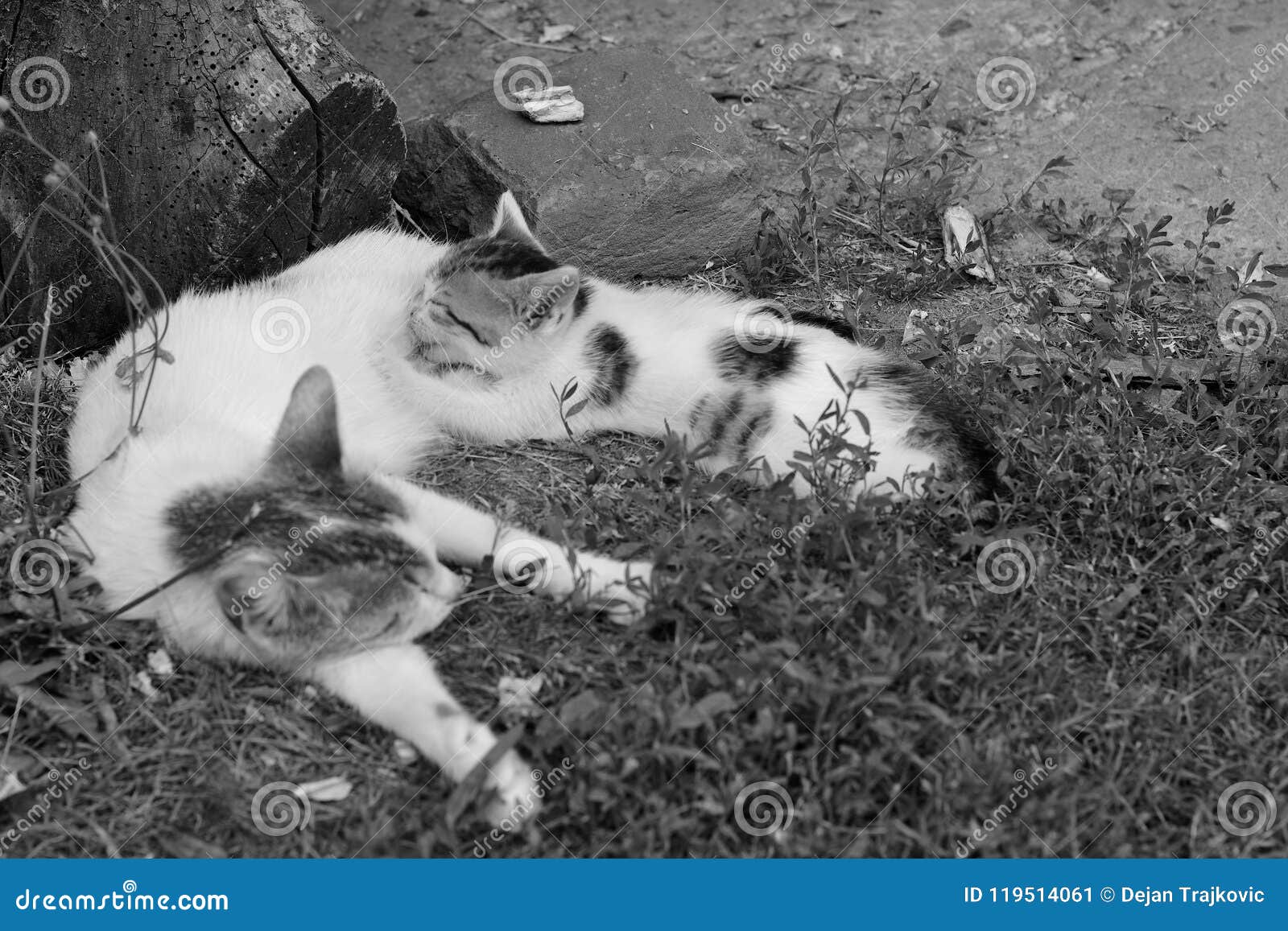 Mother Cat Breastfeed Her Youngling Stock Image Image of mother