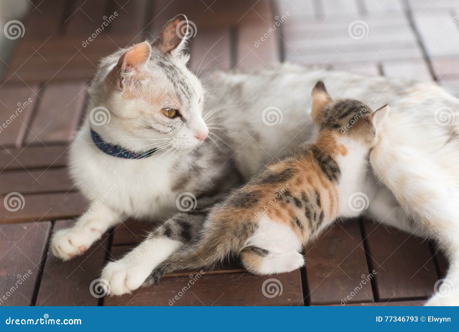 Mother cat breastfeeding stock image. Image of pretty 77346793
