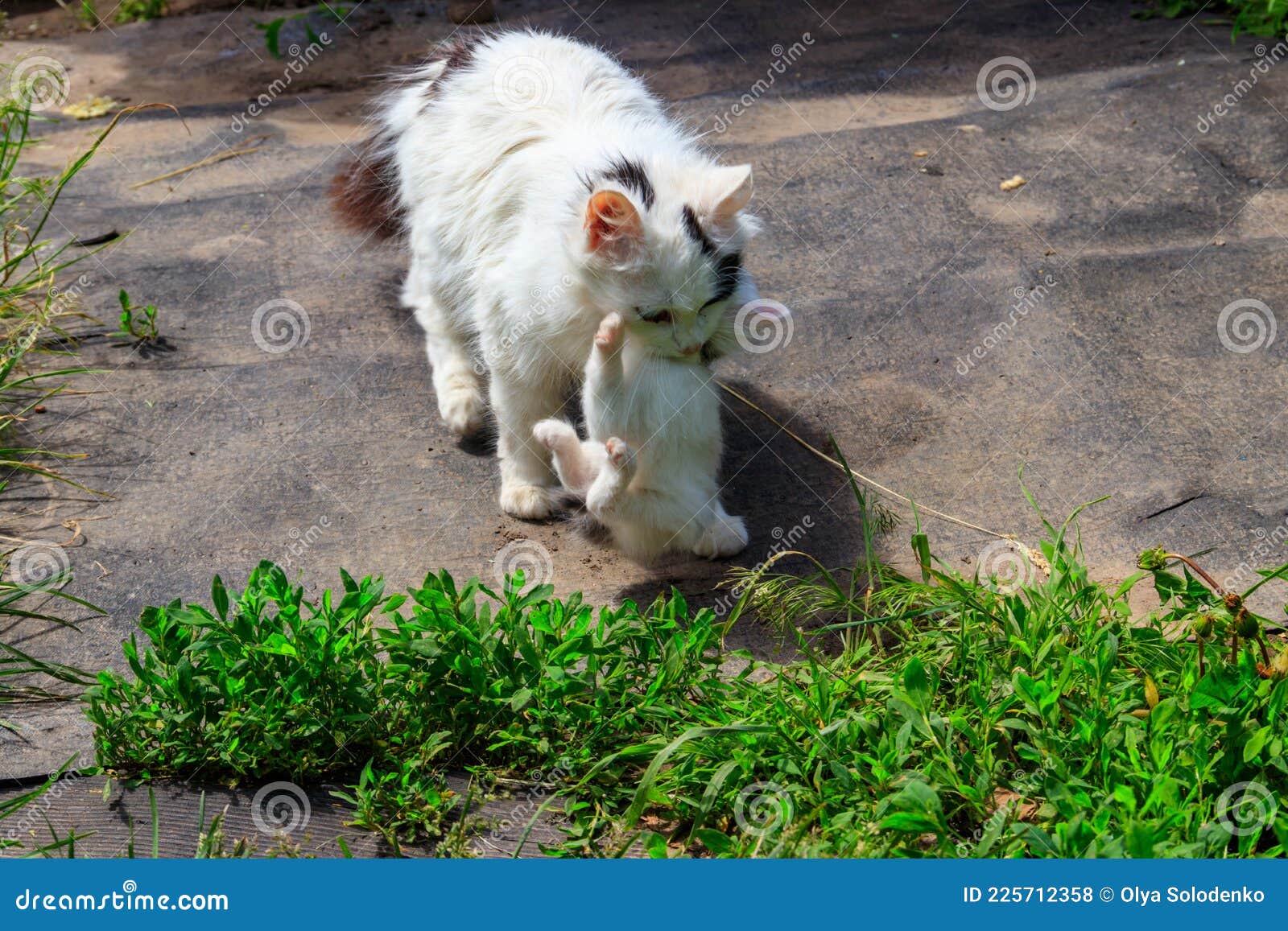 Mother Cat Carrying Her White Kitten in Mouth Stock Photo - Image of