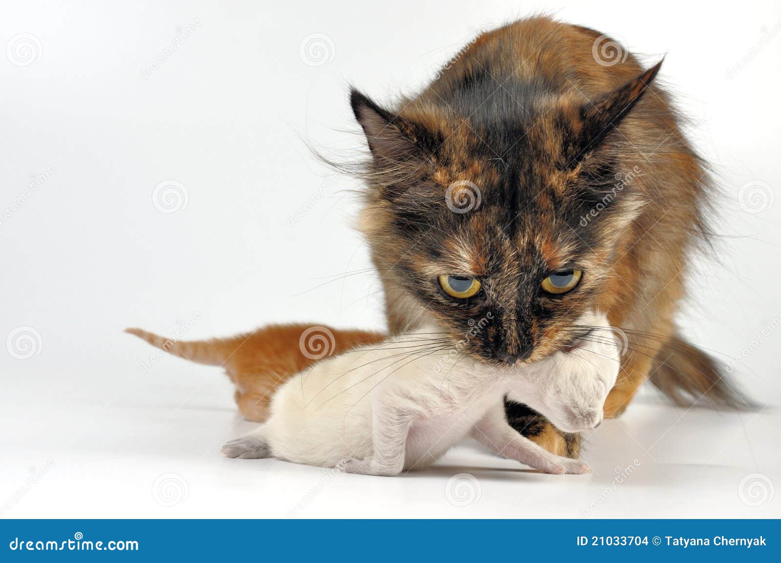 Mother Cat Carrying Newborn Kitten Stock Photo - Image of mammal, care