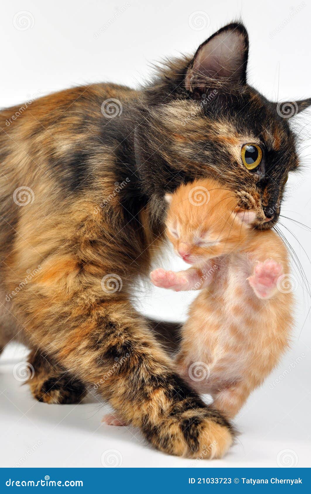 Mother Cat Carrying Newborn Kitten Stock Image - Image of mixed, biting