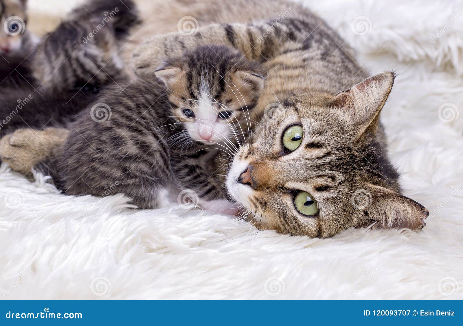 Mother Cat and Cute Baby Kitten Cat Stock Image - Image of kittens ...