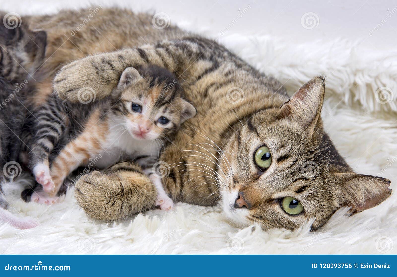 Mother Cat and Cute Baby Kitten Cat Stock Photo - Image of cute ...