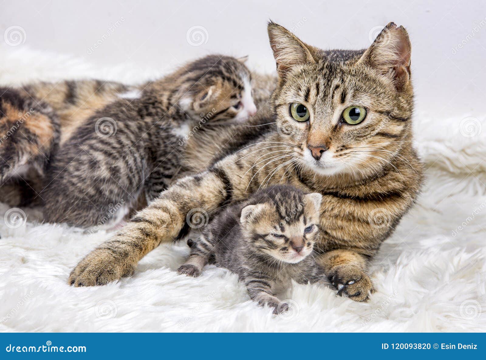 Mother Cat and Cute Baby Kitten Cat Stock Photo - Image of baby ...