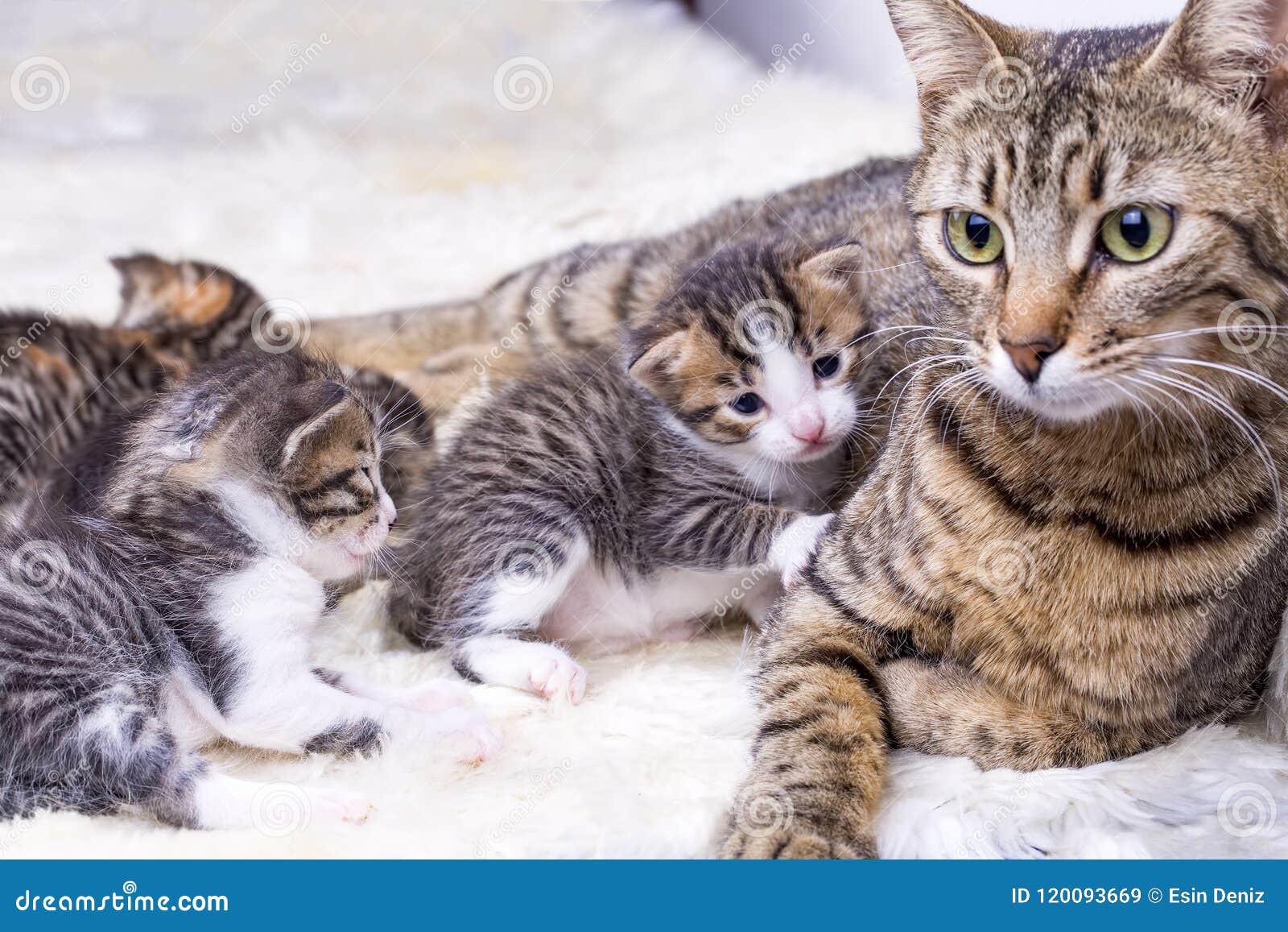Mother Cat and Cute Baby Kitten Cat Stock Image - Image of little ...