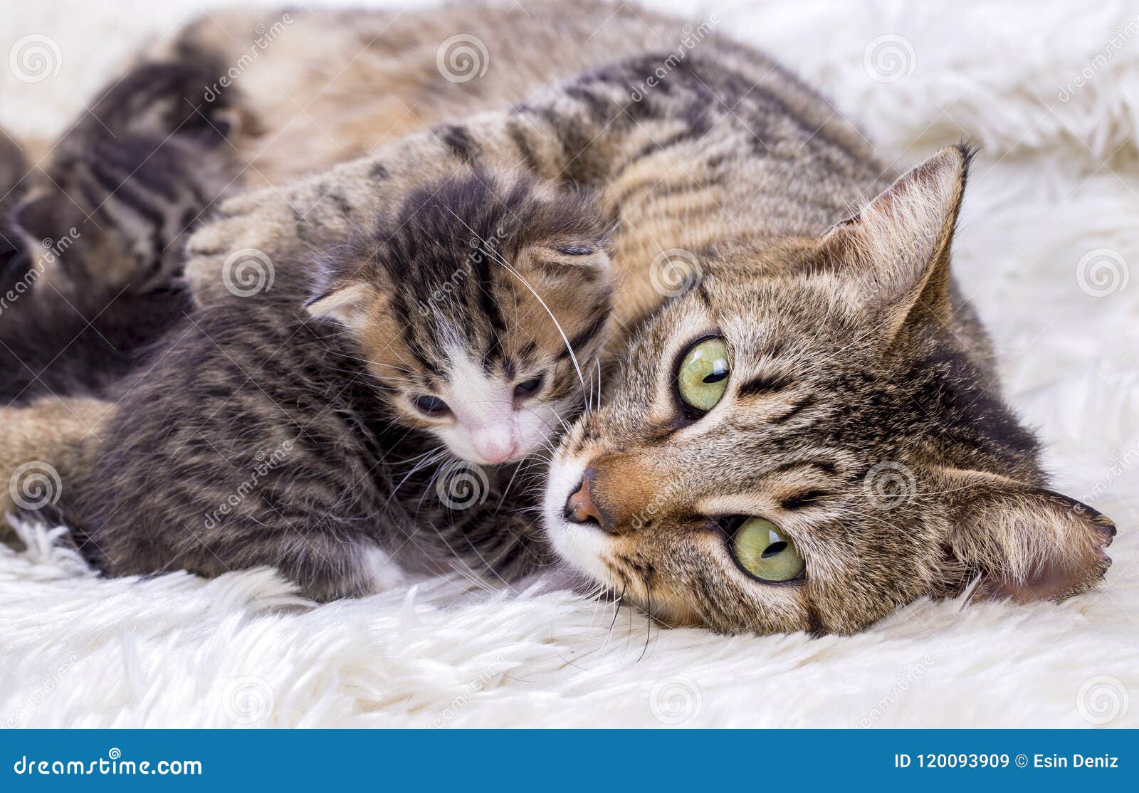 Mother Cat and Cute Baby Kitten Cat Stock Image - Image of kitten ...