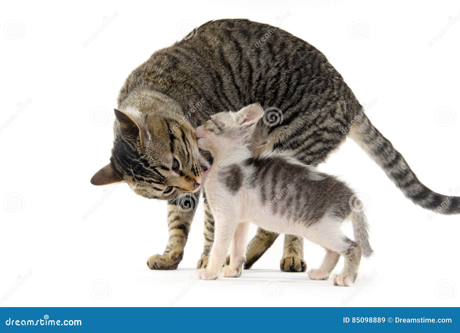 Mother Cat Licking Her Kitten Stock Image Image of mommy, kind 85098889