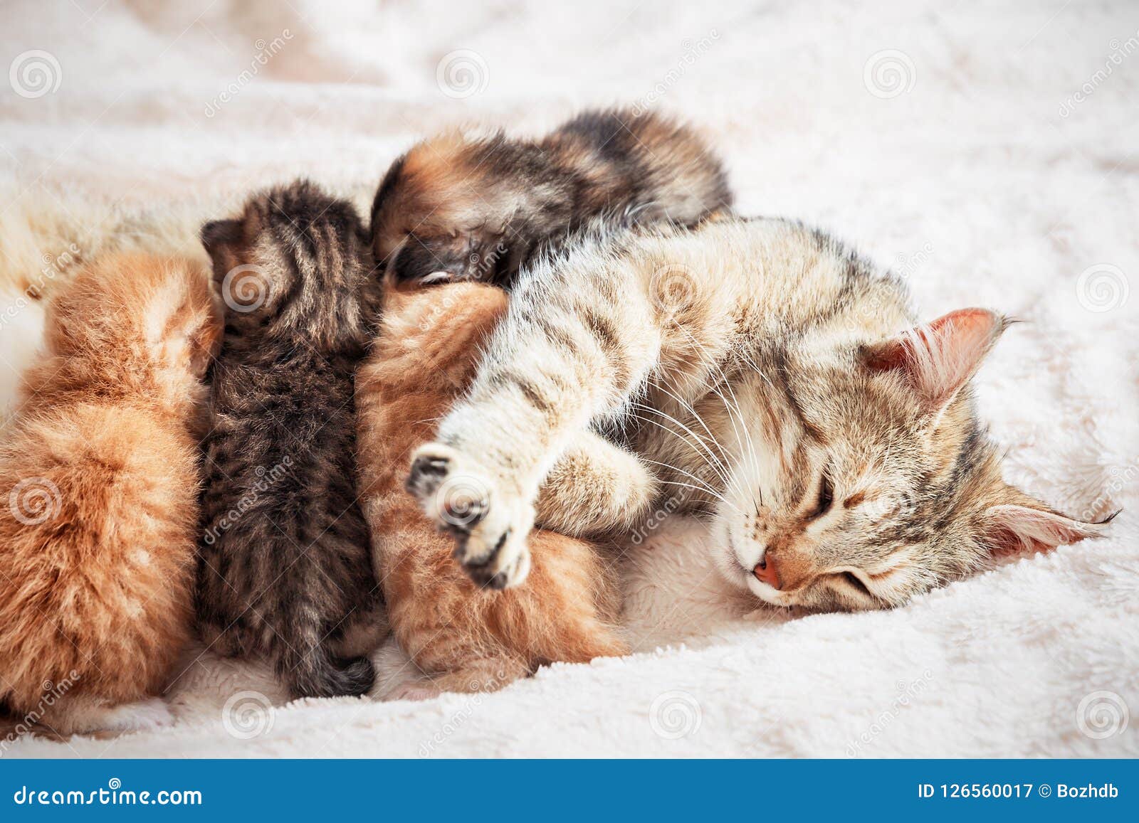 Mother Cat Nursing Baby Kittens Stock Image - Image of domestic, feed ...