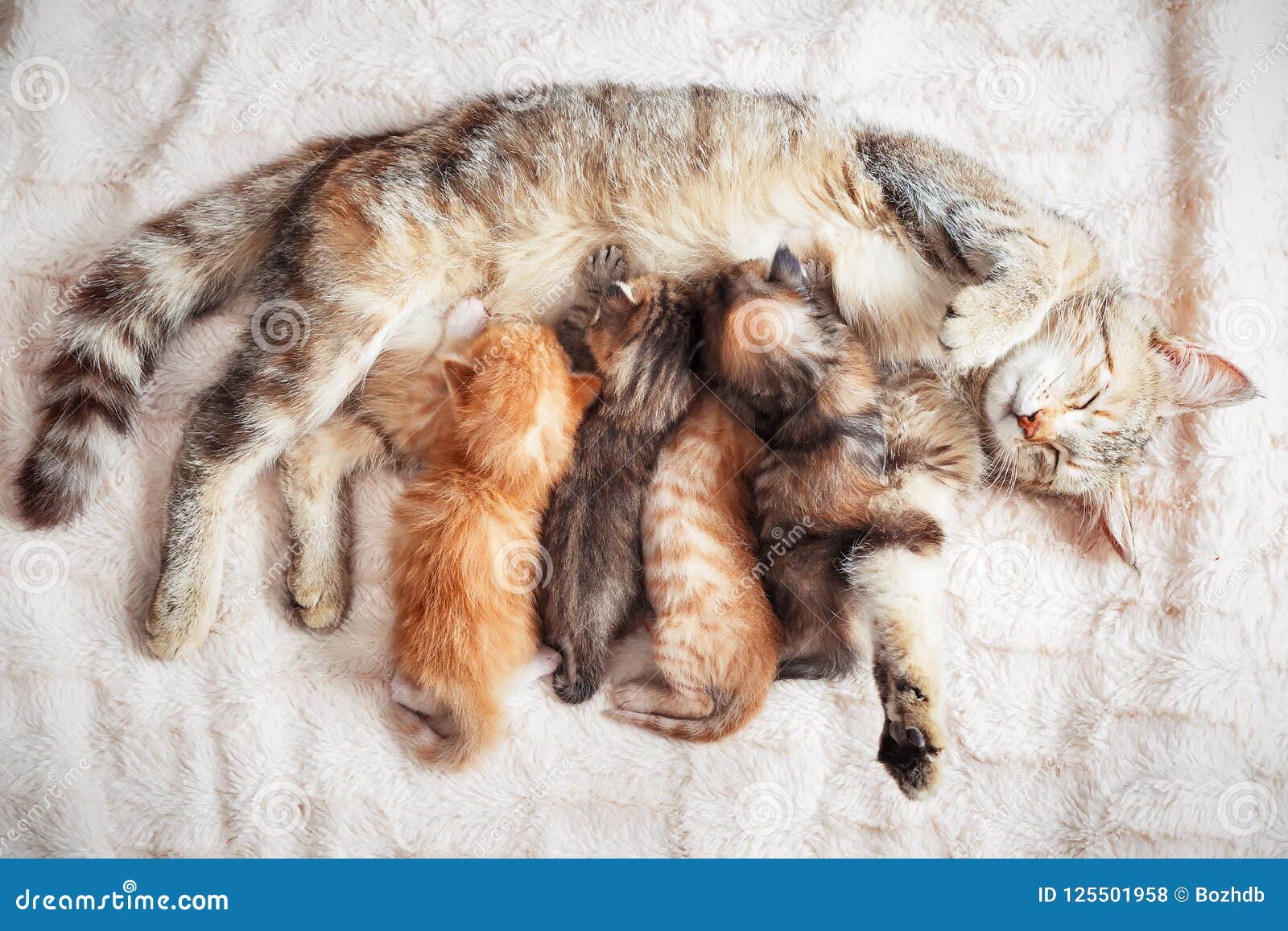 Mother Cat Nursing Baby Kittens Stock Photo - Image of fluffy ...