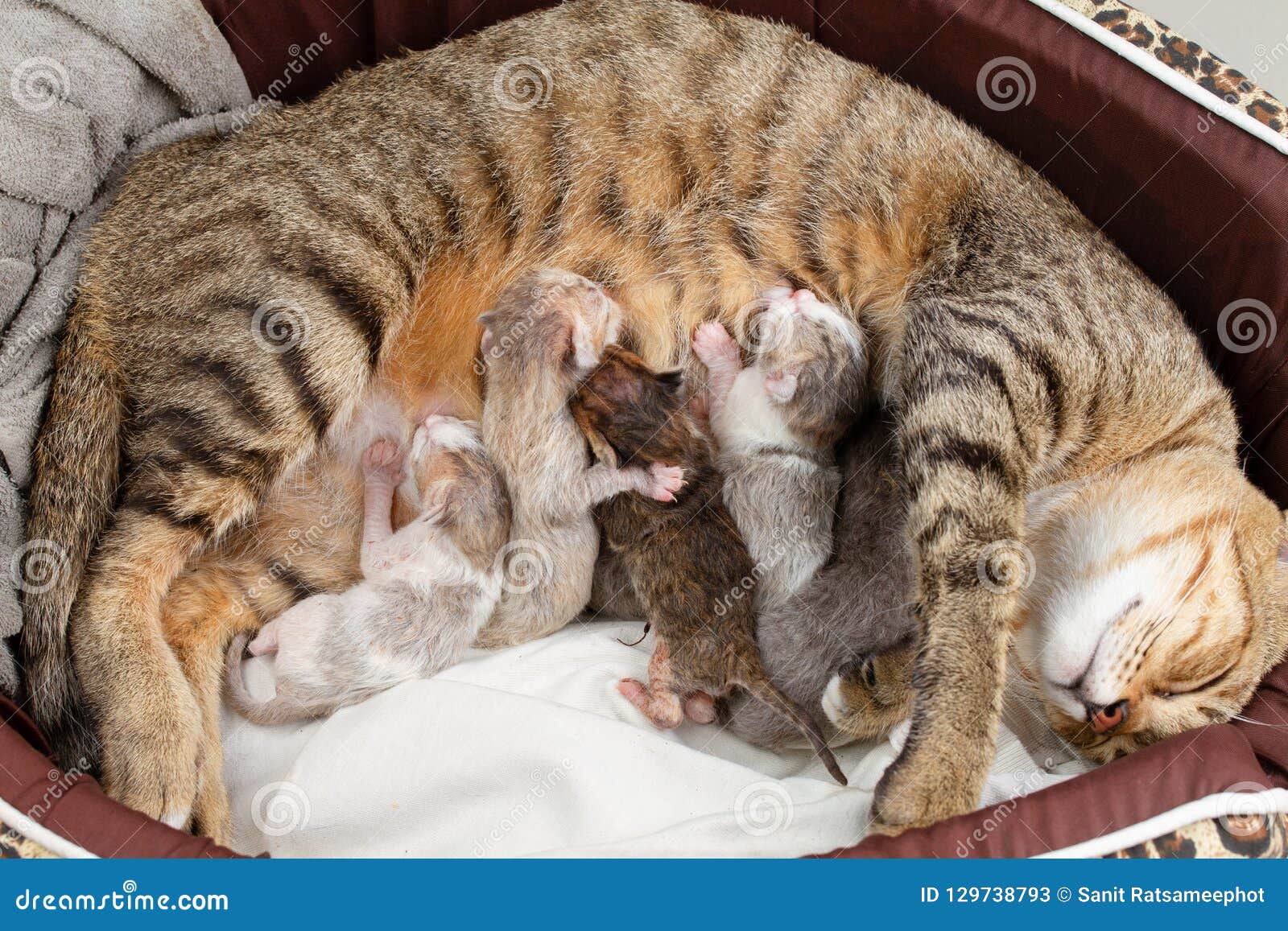 nursing newborn kittens