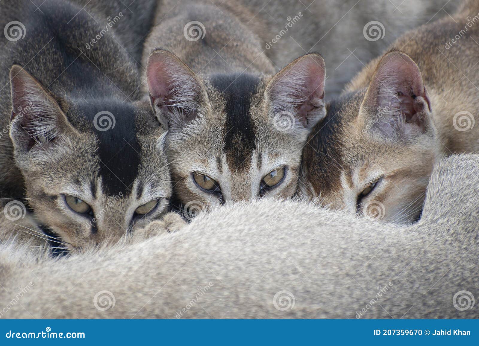 A Mother Cat Provides Milk To Her 3 Kitten Stock Photo Image of naive