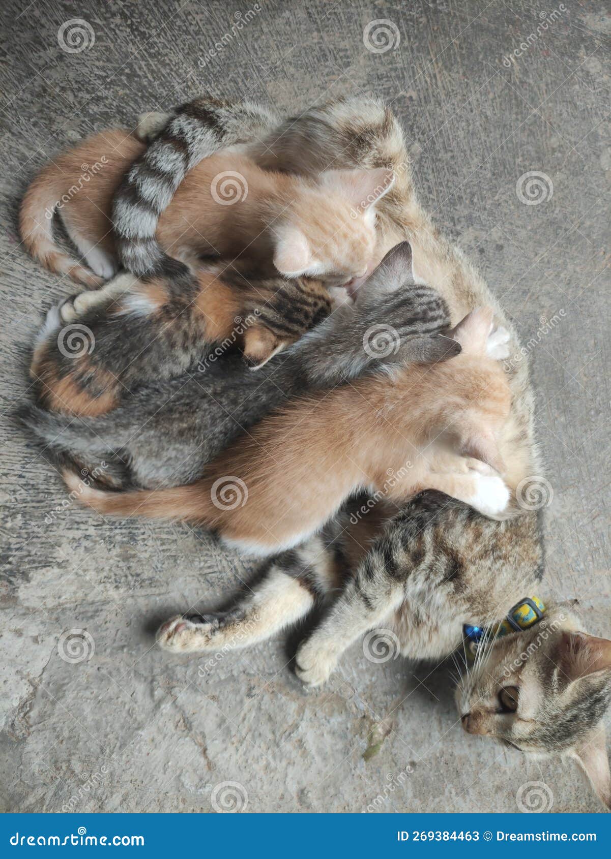A Mother Cat Who is Nursing Her Cute Kittens Stock Image Image of