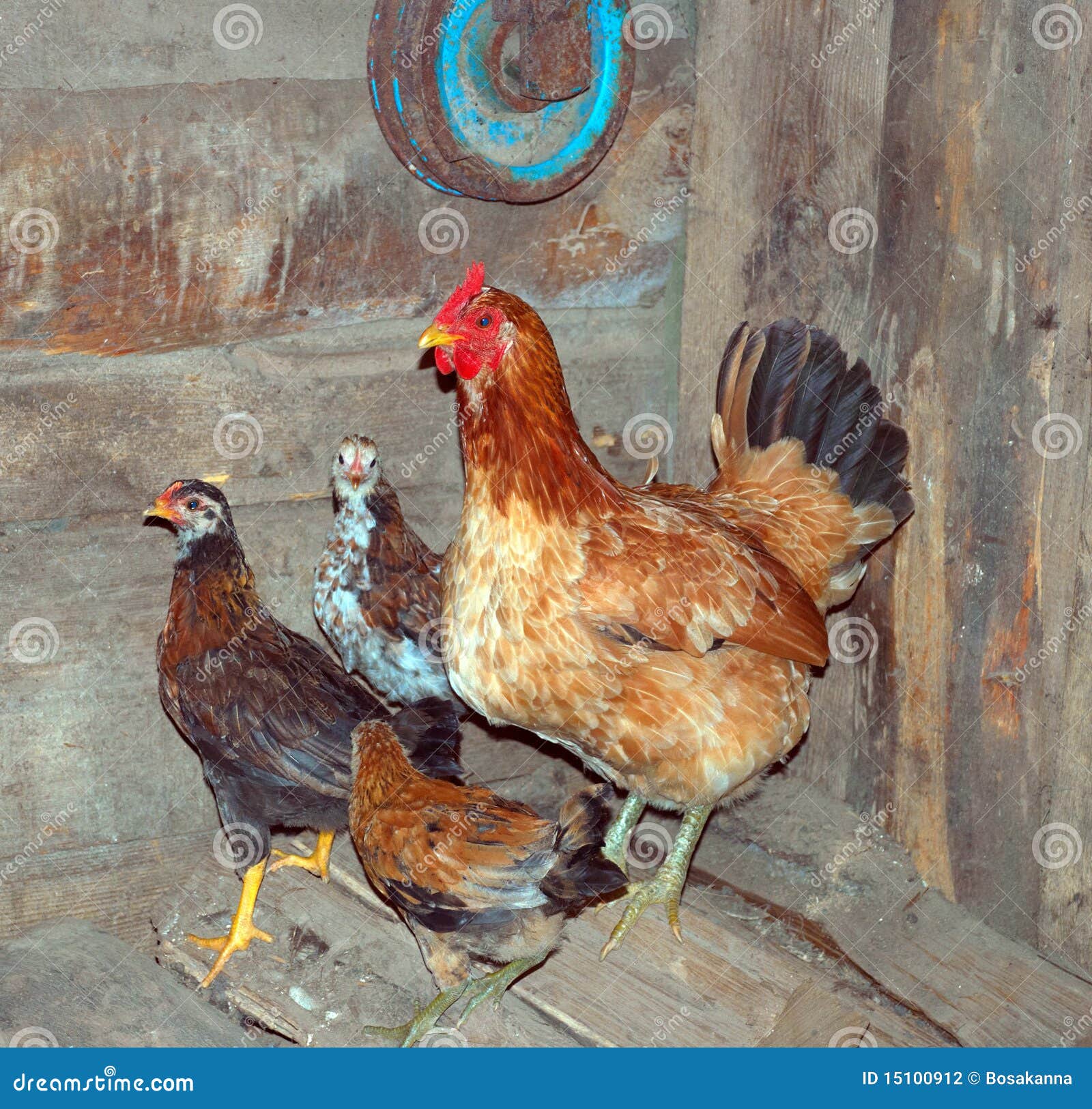 Mother chicken and chicks stock photo. Image of nature 15100912