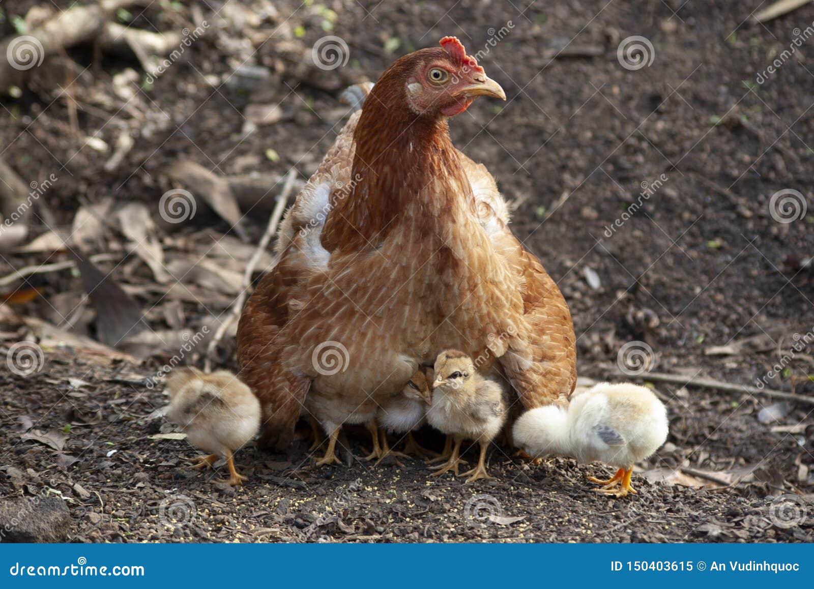 Mother Chickens and Chicks, Mother Chickens Protect Chicks Stock Image