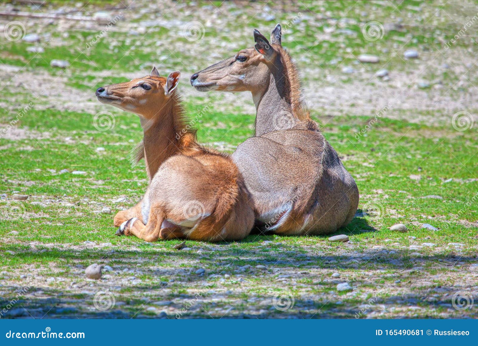 Mother and child animals stock image. Image of deer - 165490681 Mother and child animals stock image. Image of deer - 165490681