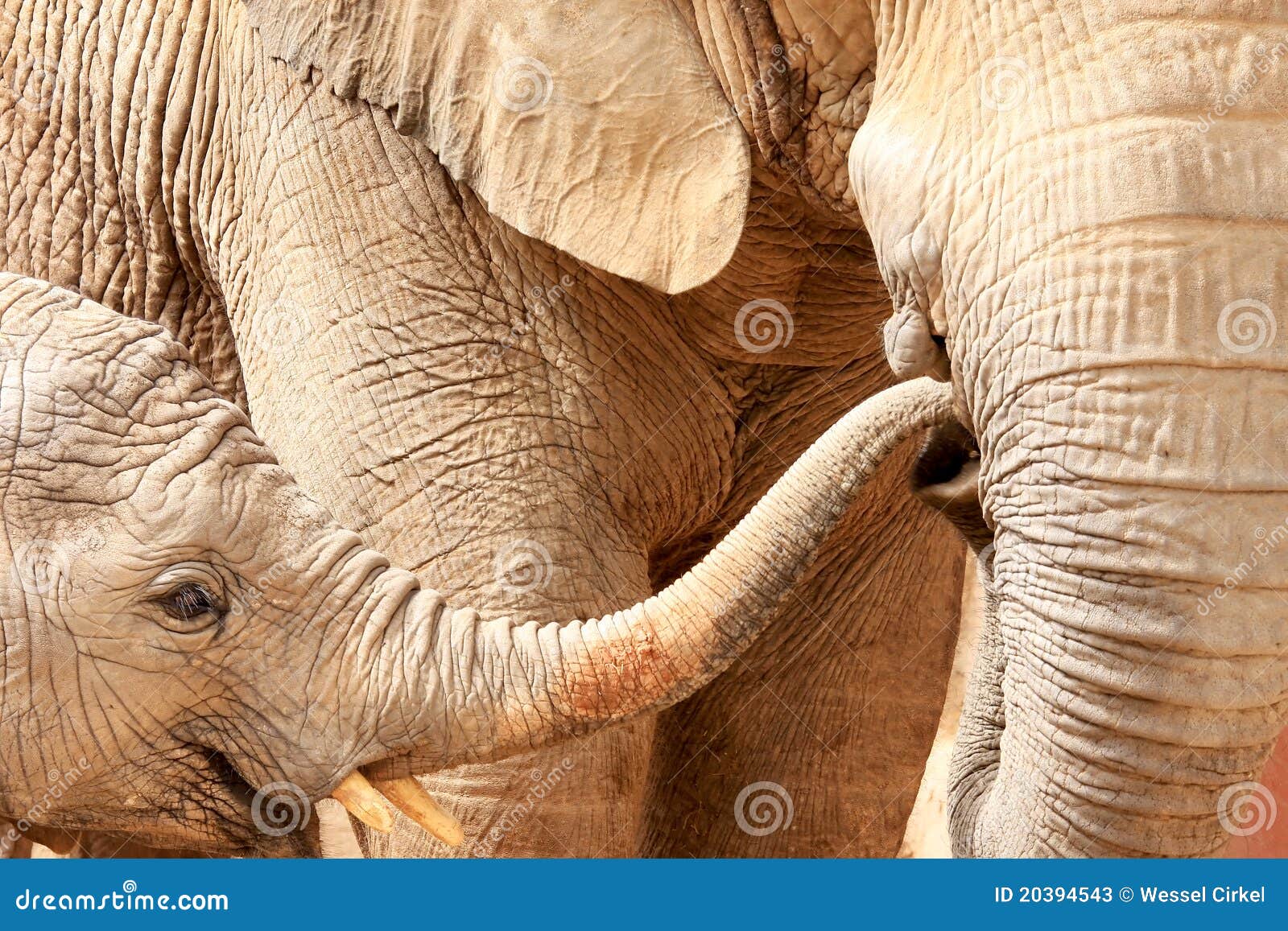 Mother and child elephant in Lisbon zoo, Portugal. African elephants (also known as savanna elephants) Mother and child are caressing each other and playing with their trunks.