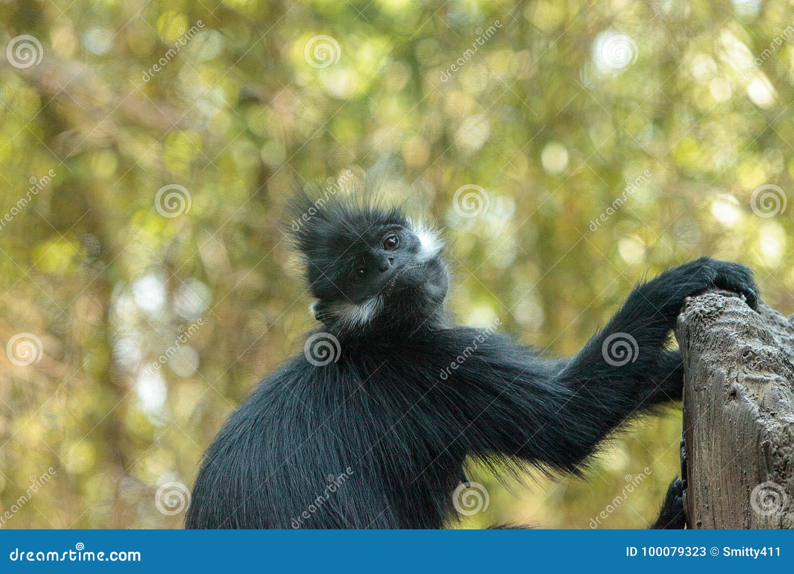mother and child francois langur monkey family trachypithecus fr