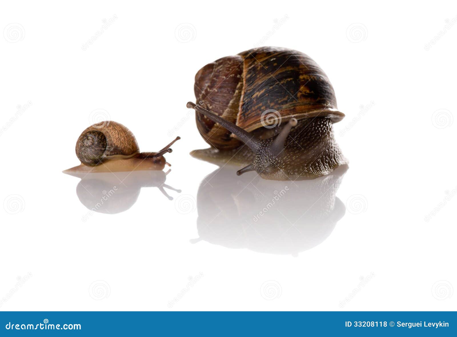 Mother and child snails stock photo. Image of helix, slow 33208118