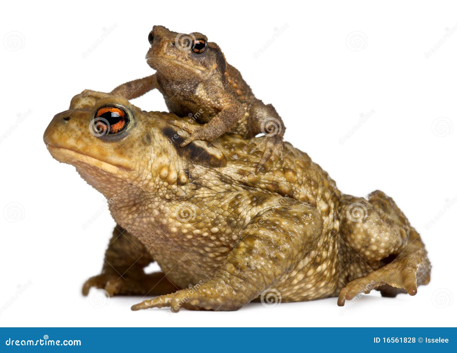 813 Baby Frogs Stock Photos - Free & Royalty-Free Stock Photos from  Dreamstime