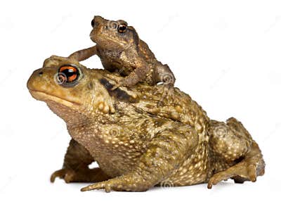 mother-common-toad-her-baby-bufo-bufo-16