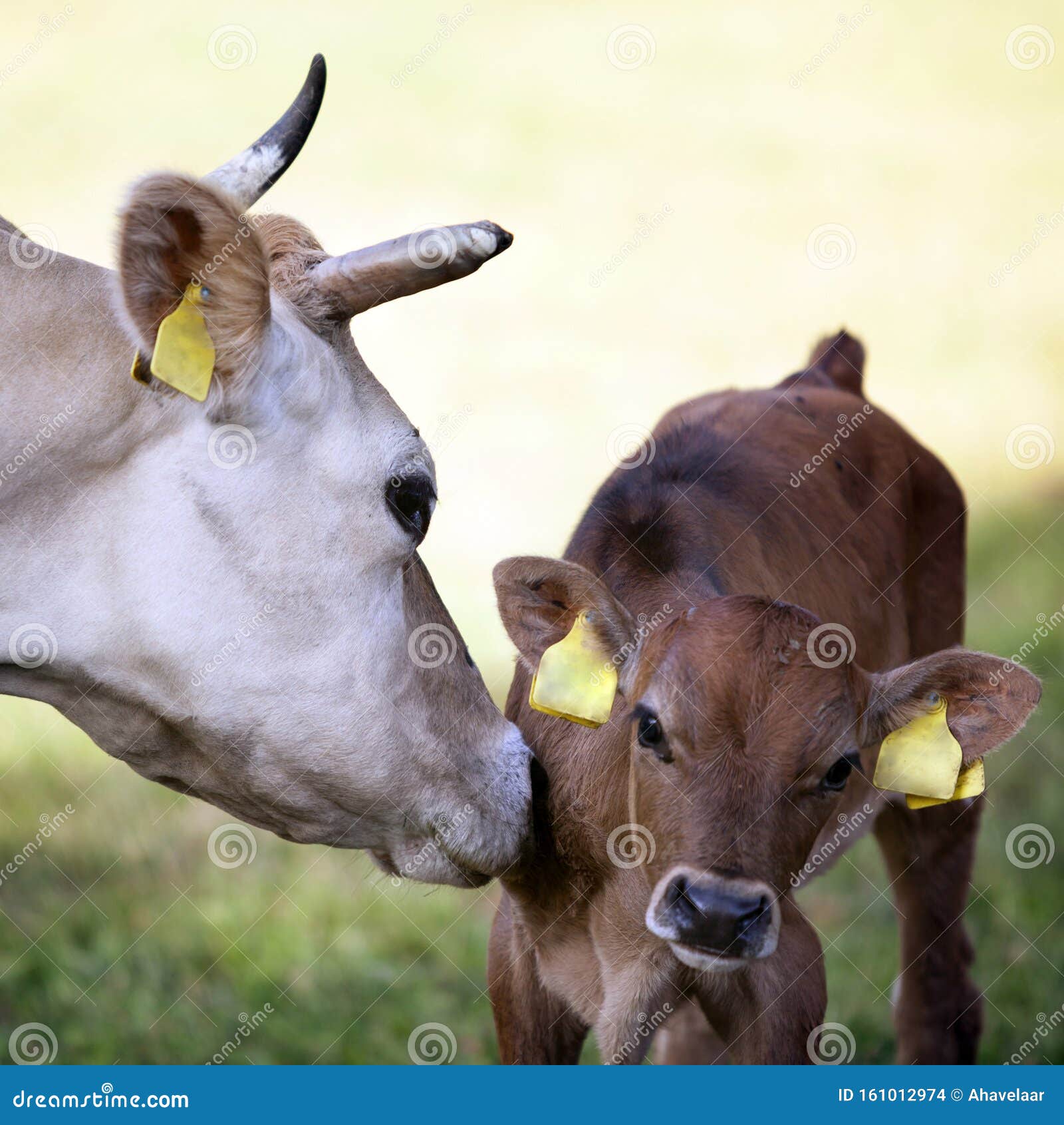 Mother Cow Licks Calf in Meadow Stock Photo Image of green, newborn