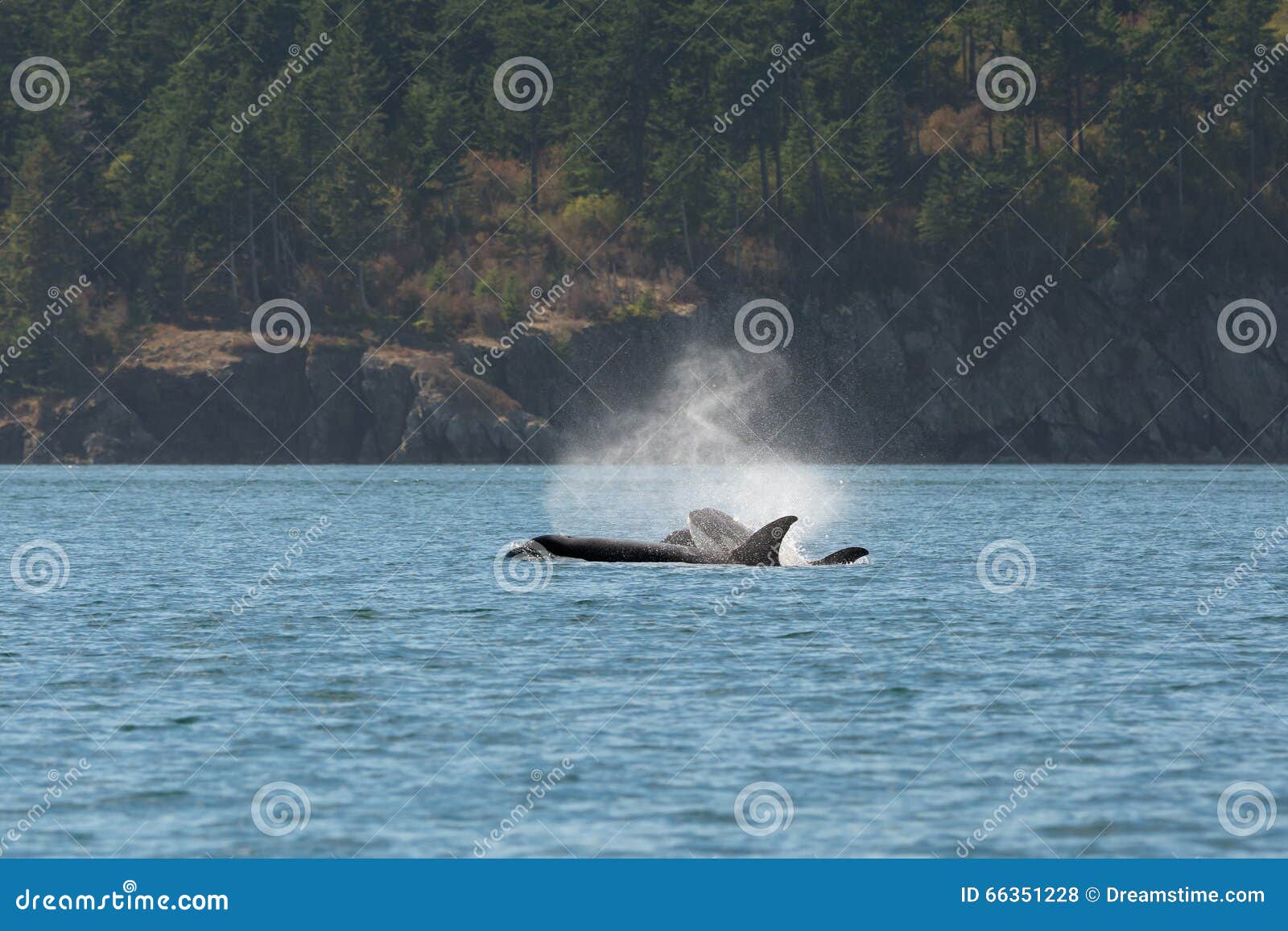 mother cubs orcas