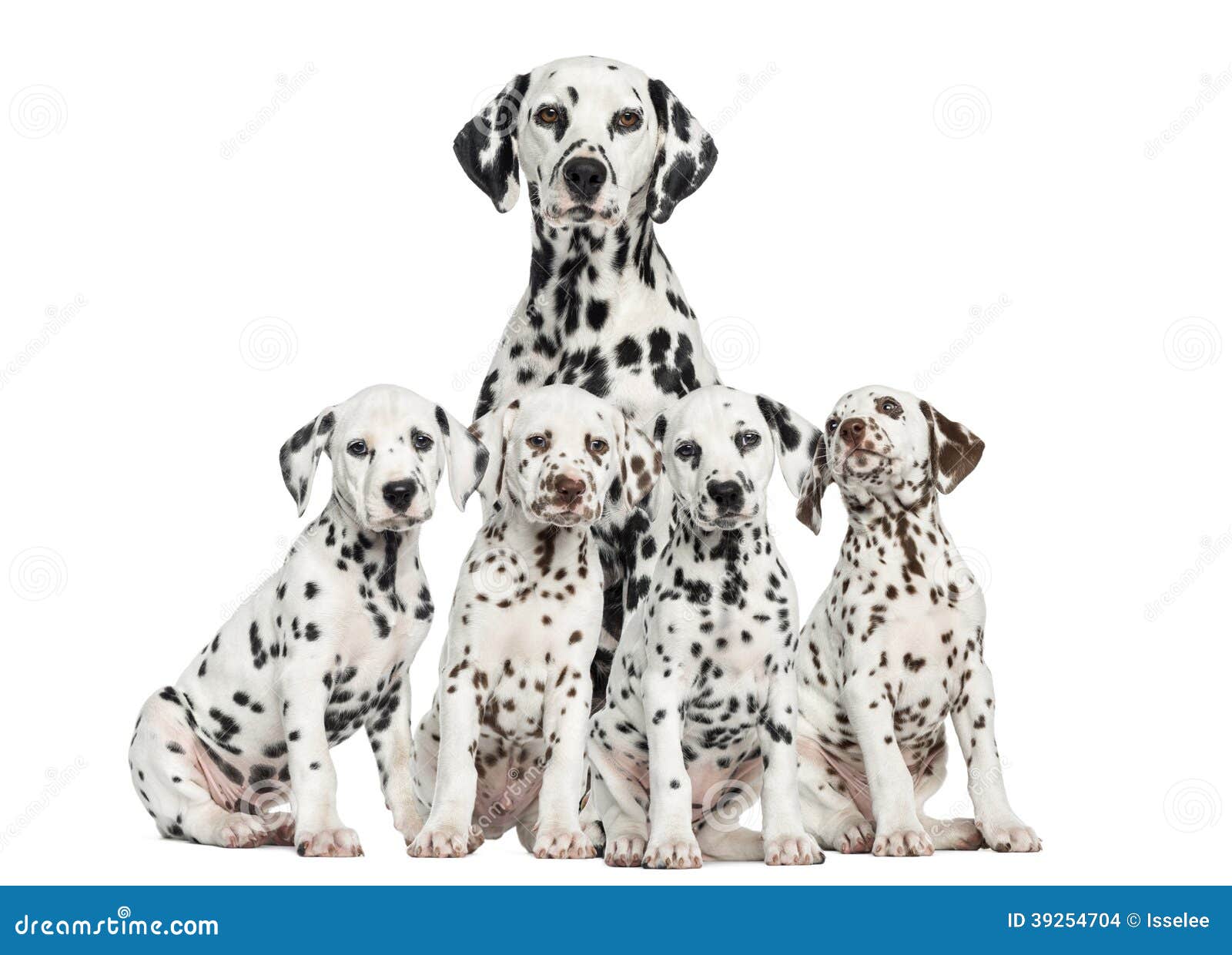 mother dalmatian sitting behind her puppies