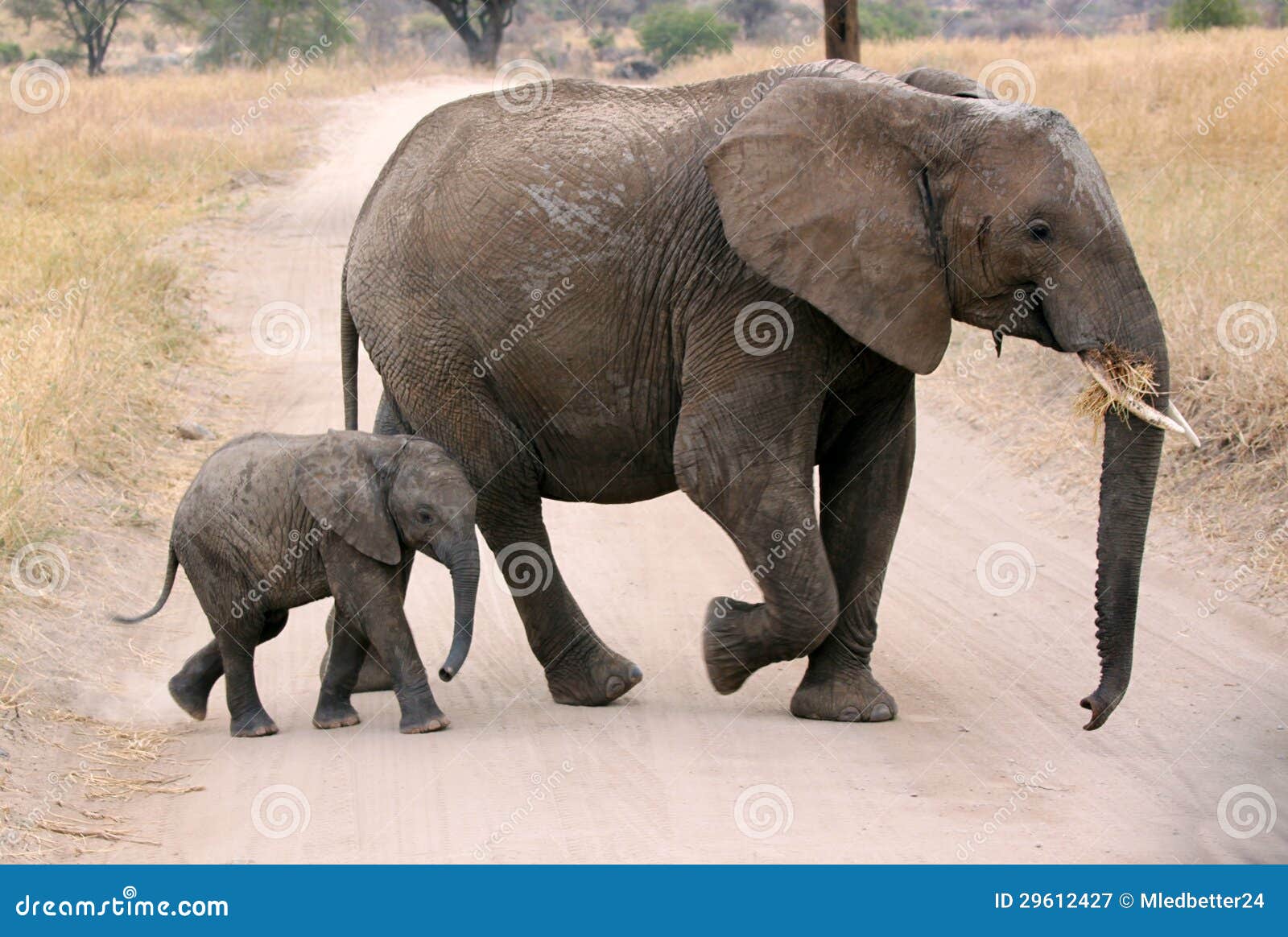 Mother elephant with calf stock image. Image of visit 29612427