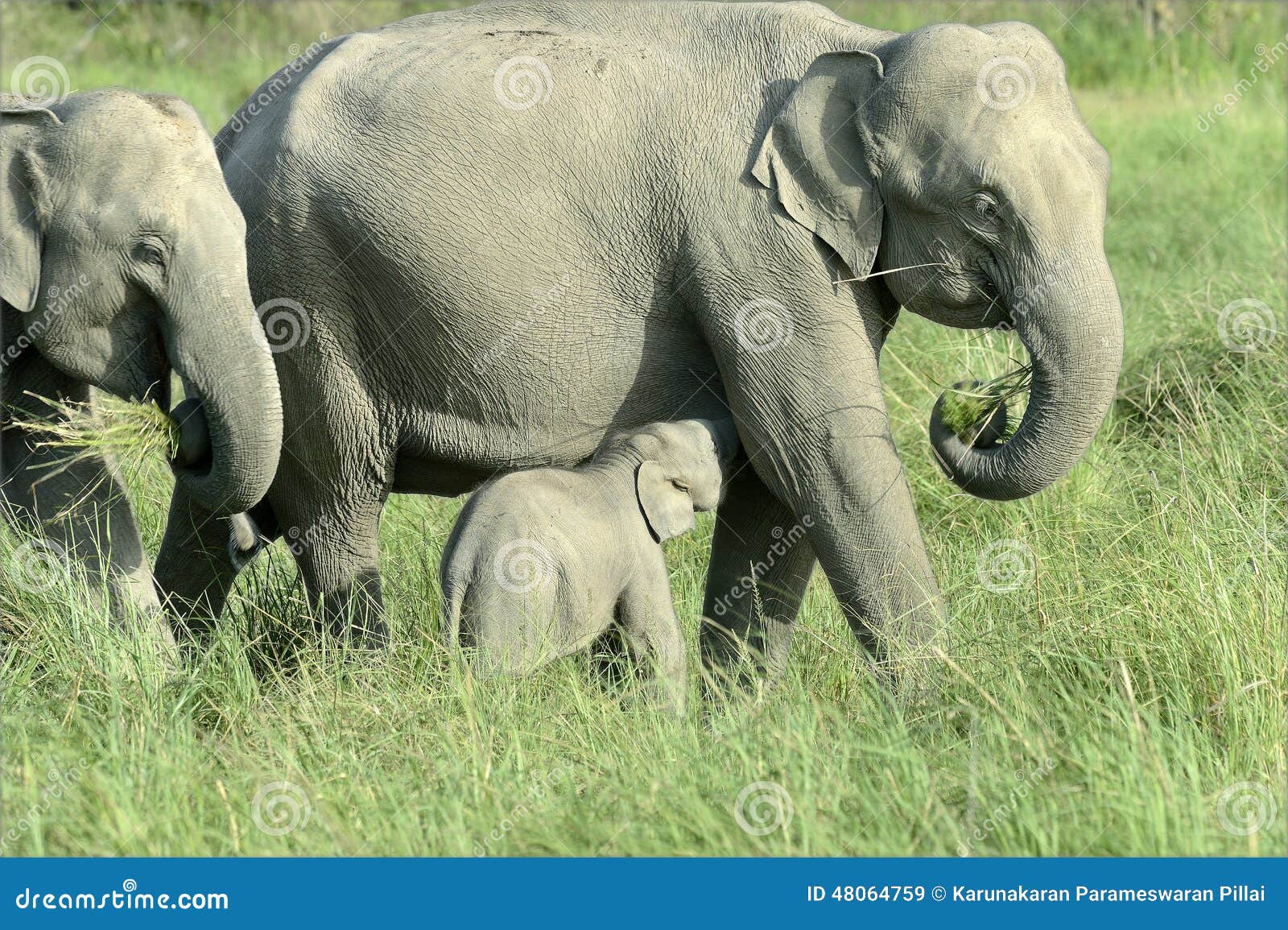 Speaking, Elephant adults only For explanation, Elephant adults only have missed