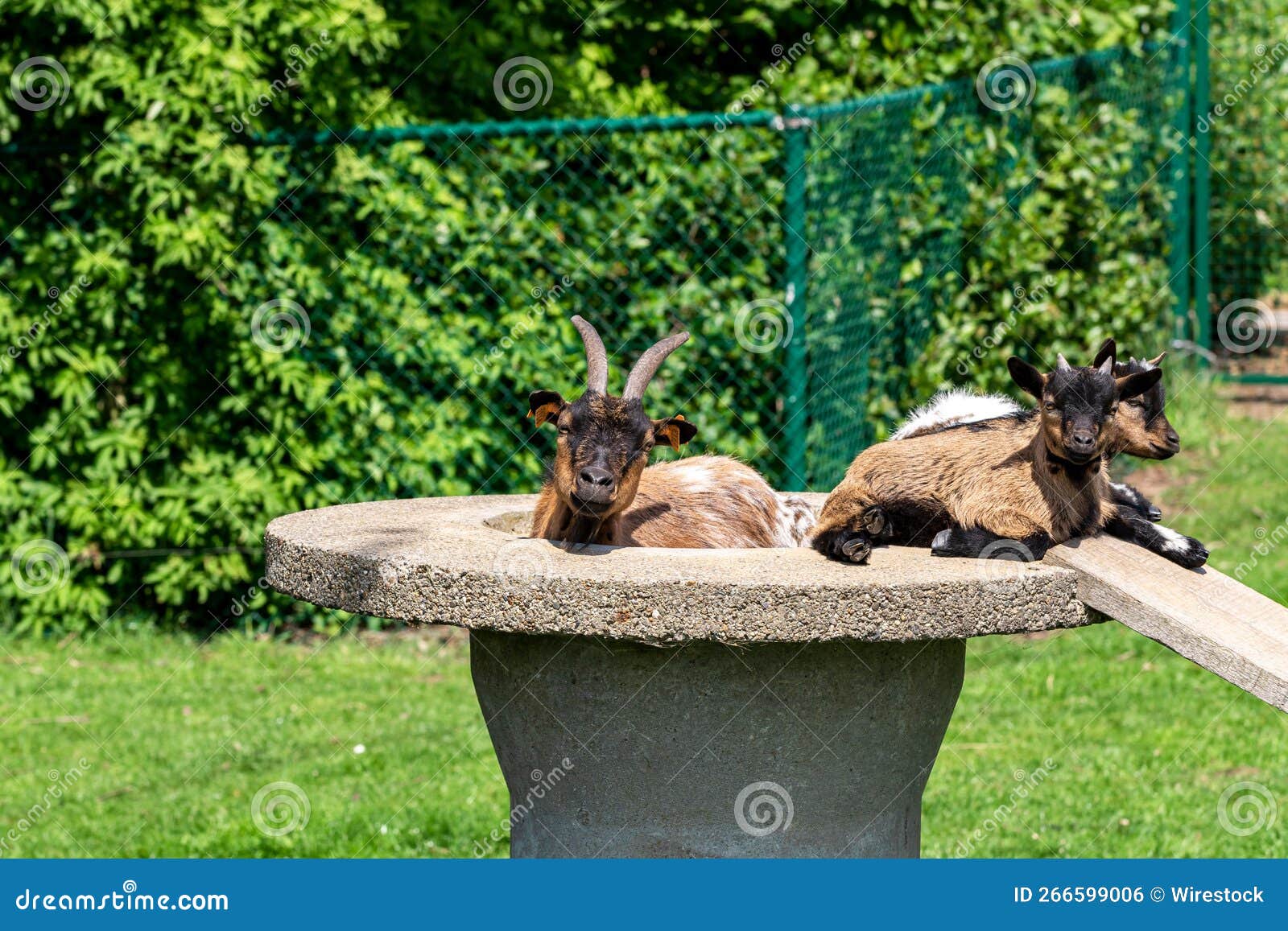 Mother Goat and Two Baby Goats Enjoying the Sunny Day Stock Photo ...