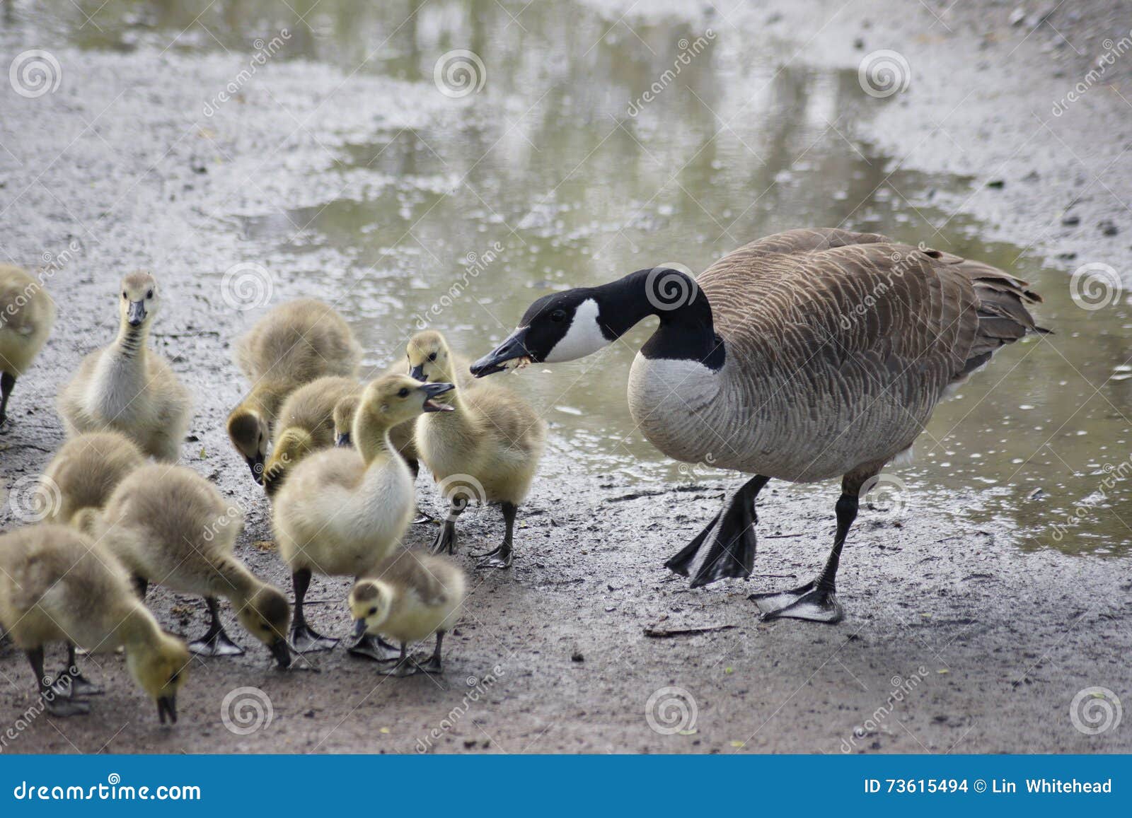 Mother goose. stock photo. Image of stream, sister, feeding 73615494