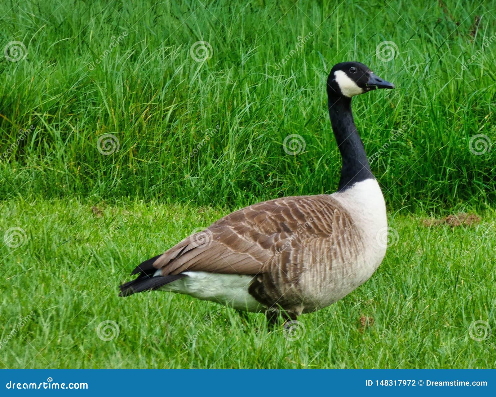 Download Mother Goose In The Middle Of A Field Stock Photo - Image ...