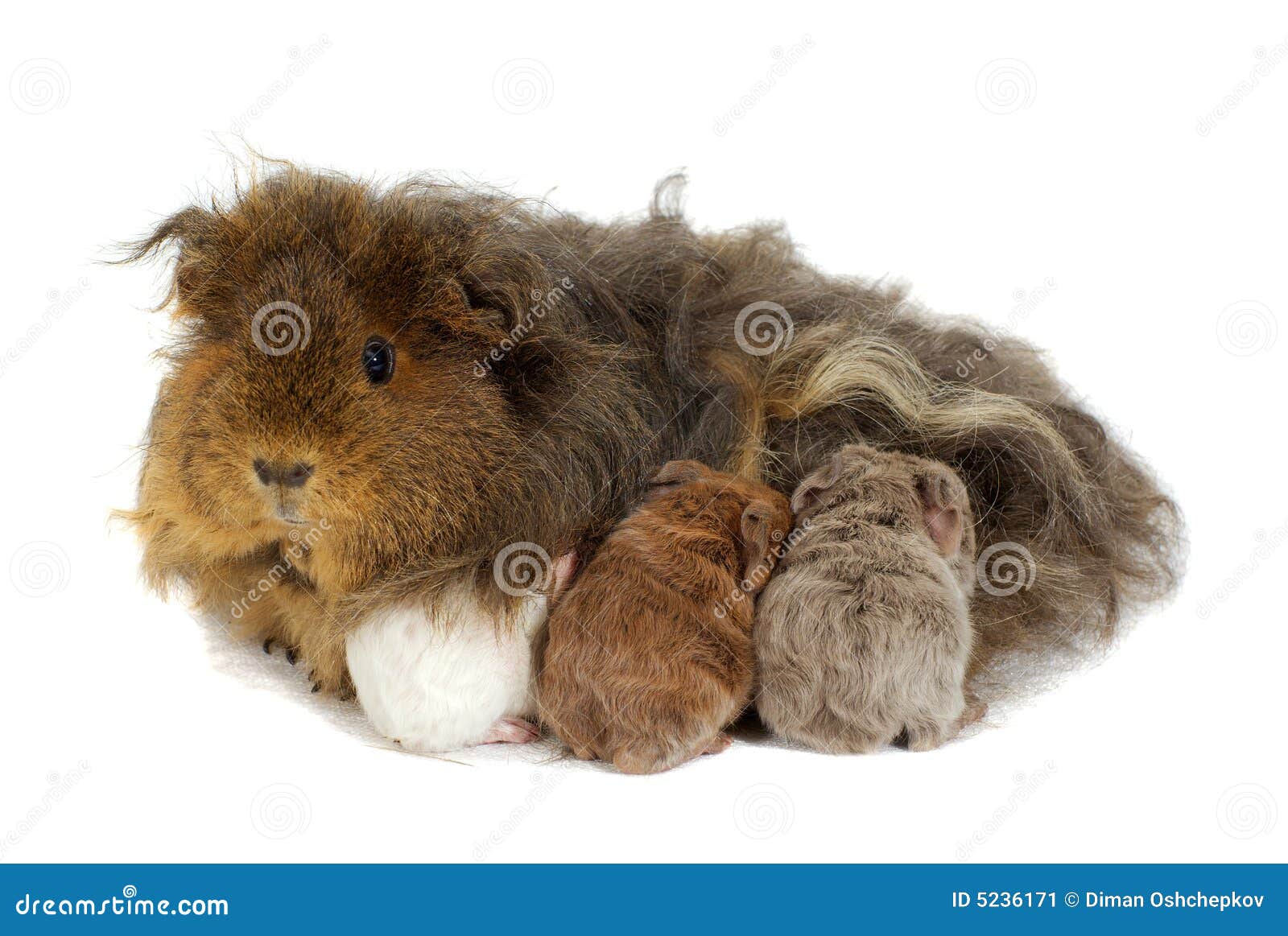 Mother Guinea Pig and Three Babies Stock Image Image of care