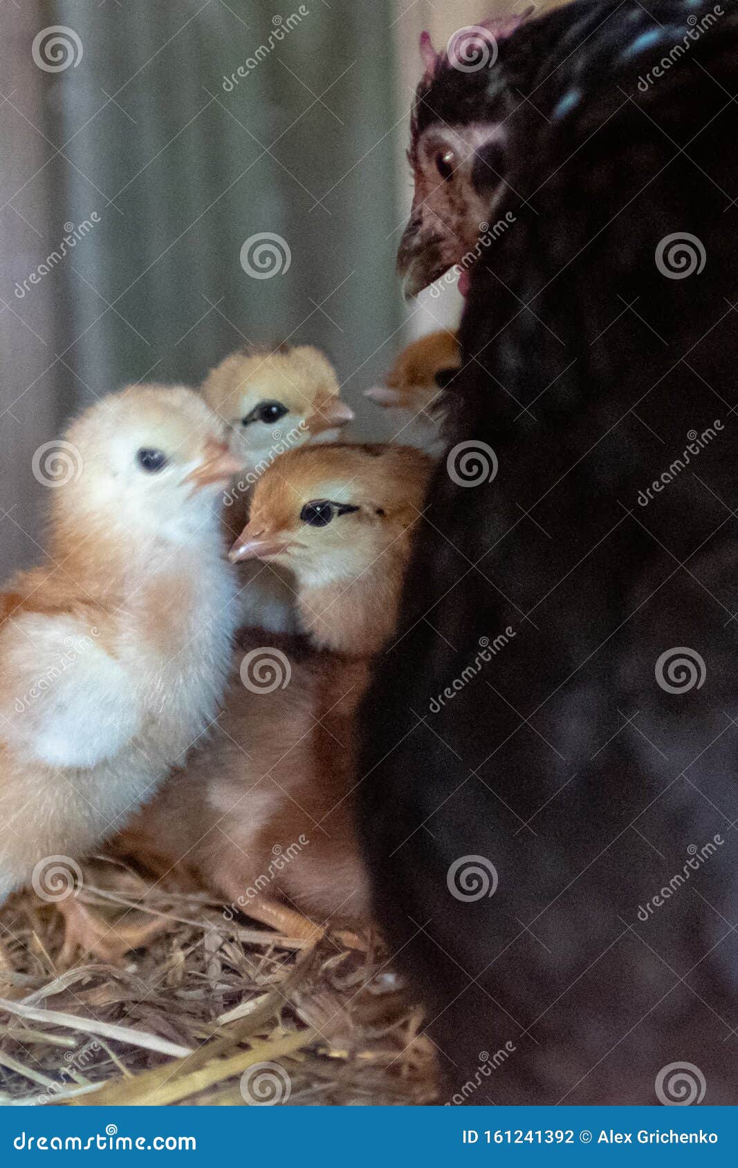 Mother Hen with Baby Chickens Stock Photo Image of fluffy, chicken